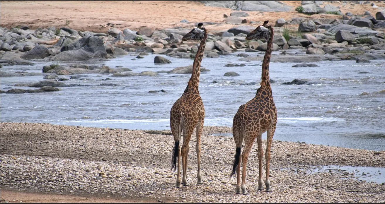 Animals photo by Jay Sam, scored 5.7/10 by REVIEWR's AI critique