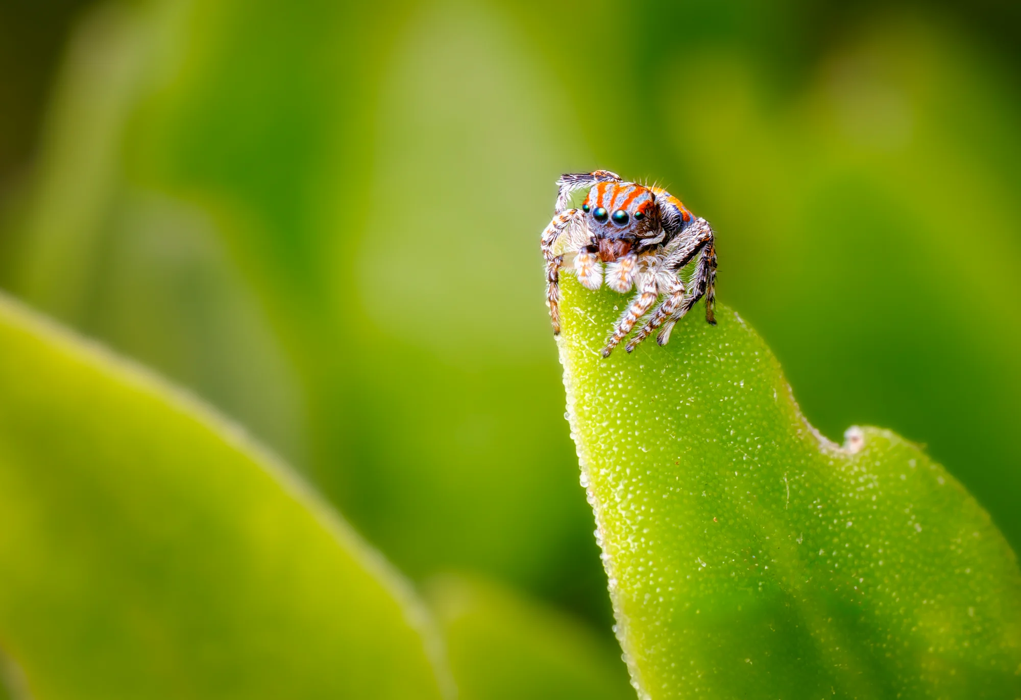 Jumping Spider on Leaf — general photo by gary, scored 7.9/10 by REVIEWR's AI critique