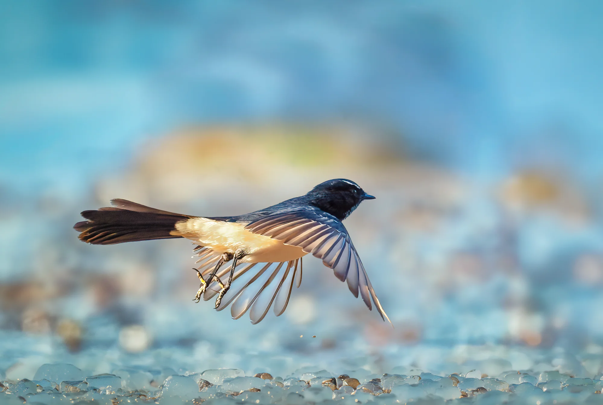 Wagtail Takeoff — general photo by gary, scored 6.9/10 by REVIEWR's AI critique