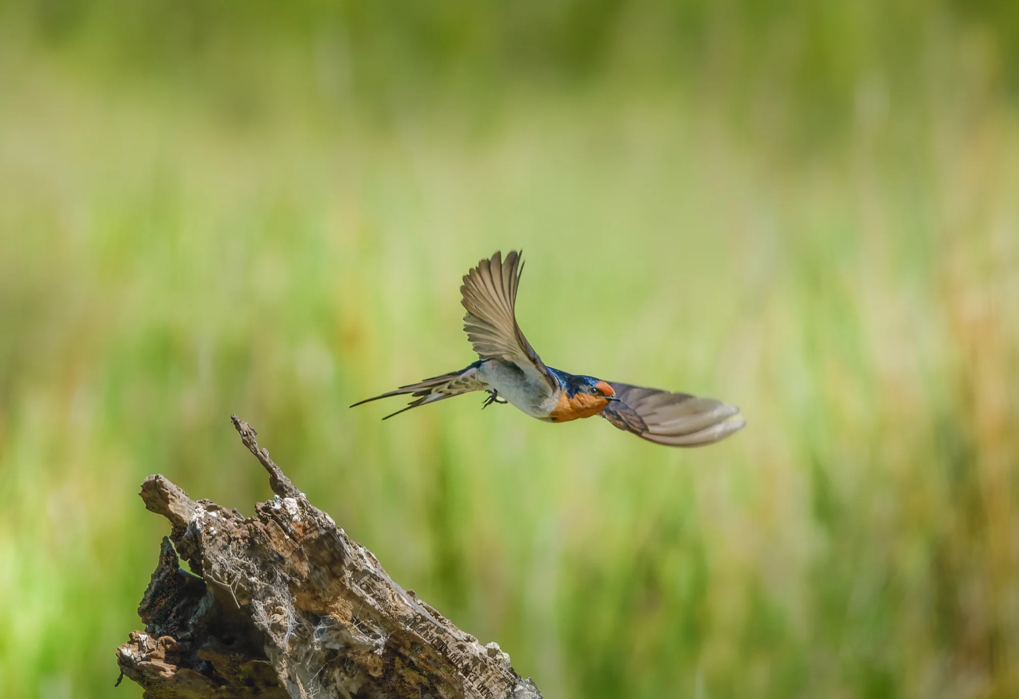 Barn Swallow Takeoff — animals photo by gary, scored 8.3/10 by REVIEWR's AI critique