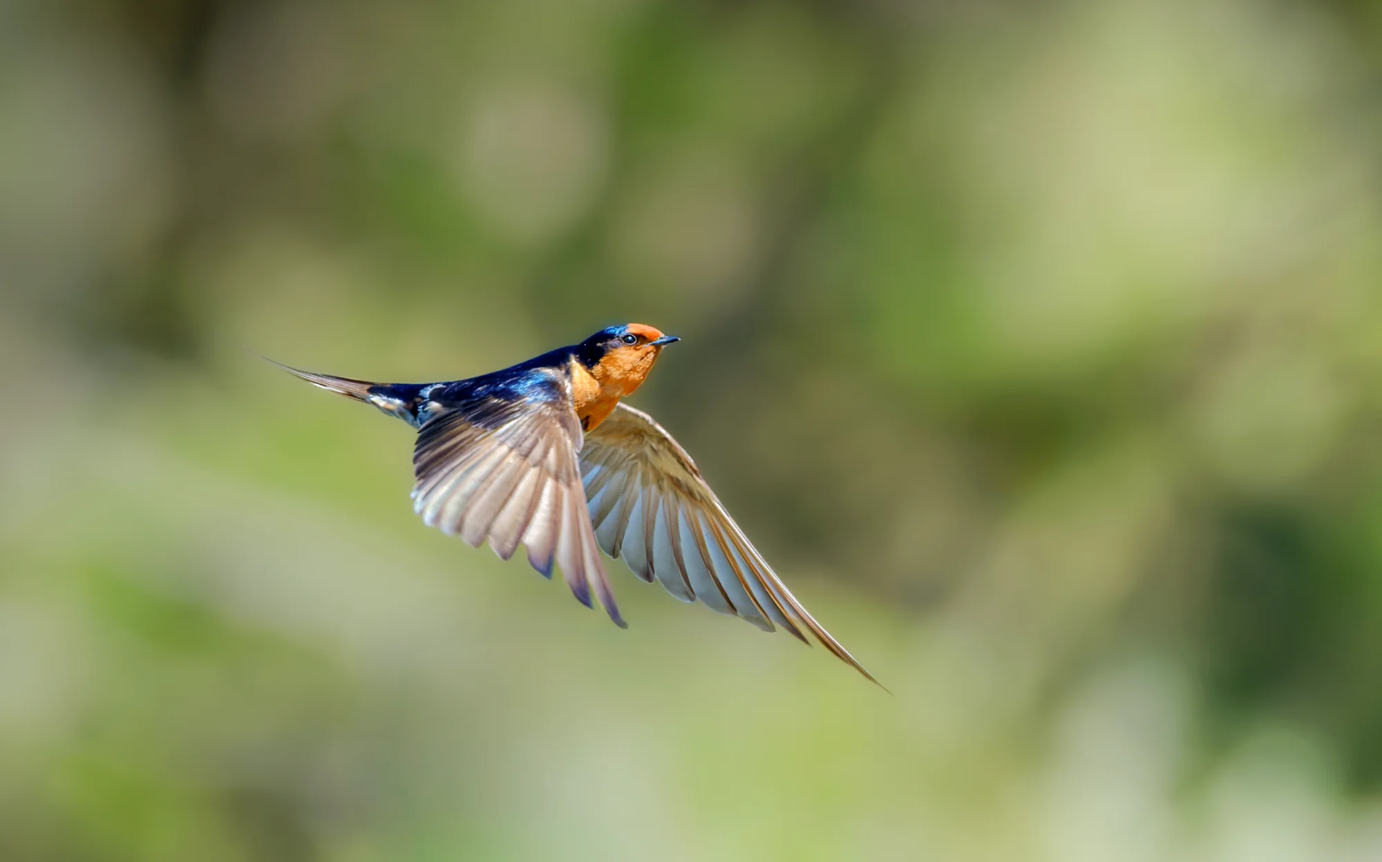 Swallow in Flight — animals photo by gary, scored 8.4/10 by REVIEWR's AI critique