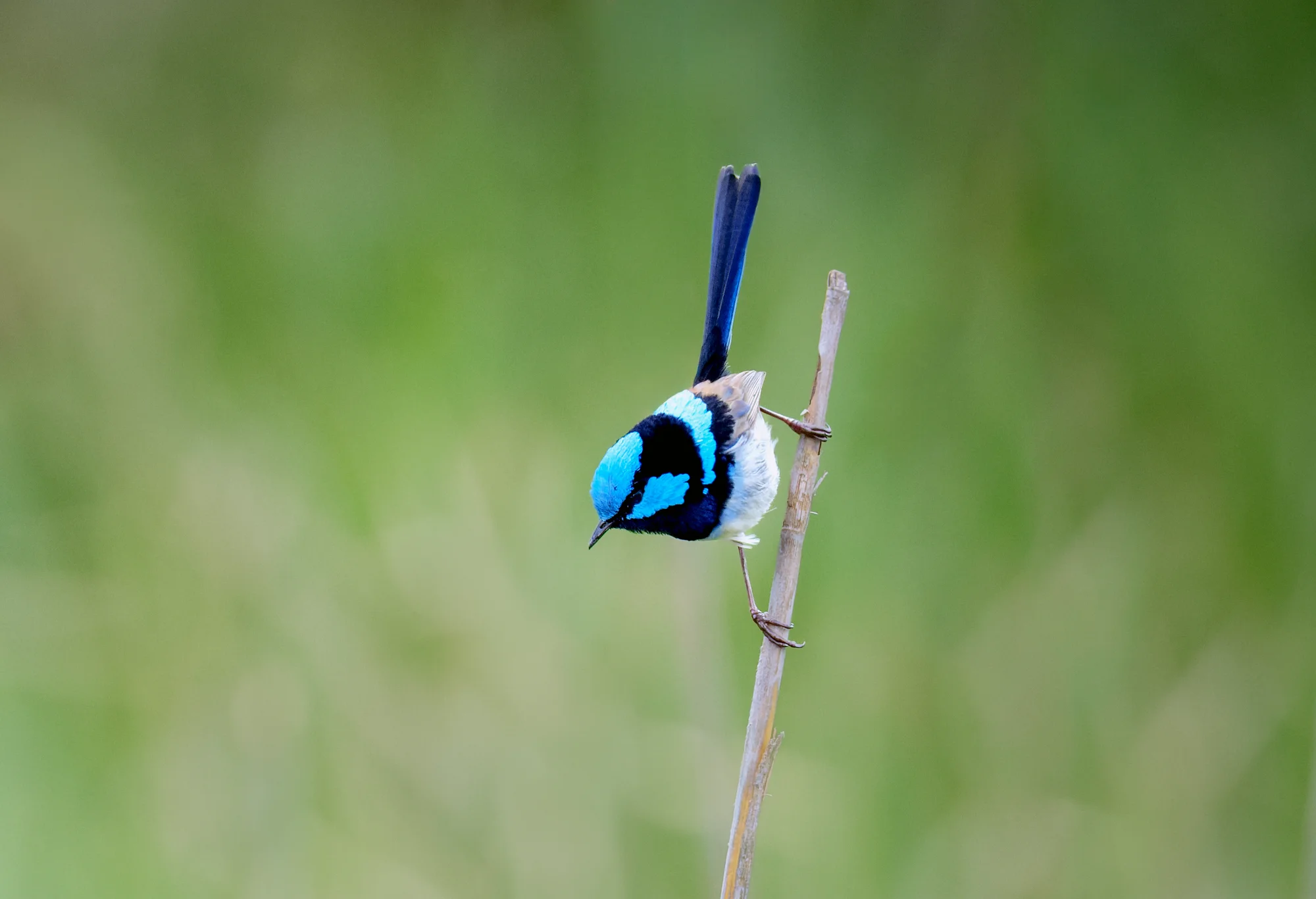 Focused Fairy-wren — animals photo by gary, scored 8.0/10 by REVIEWR's AI critique