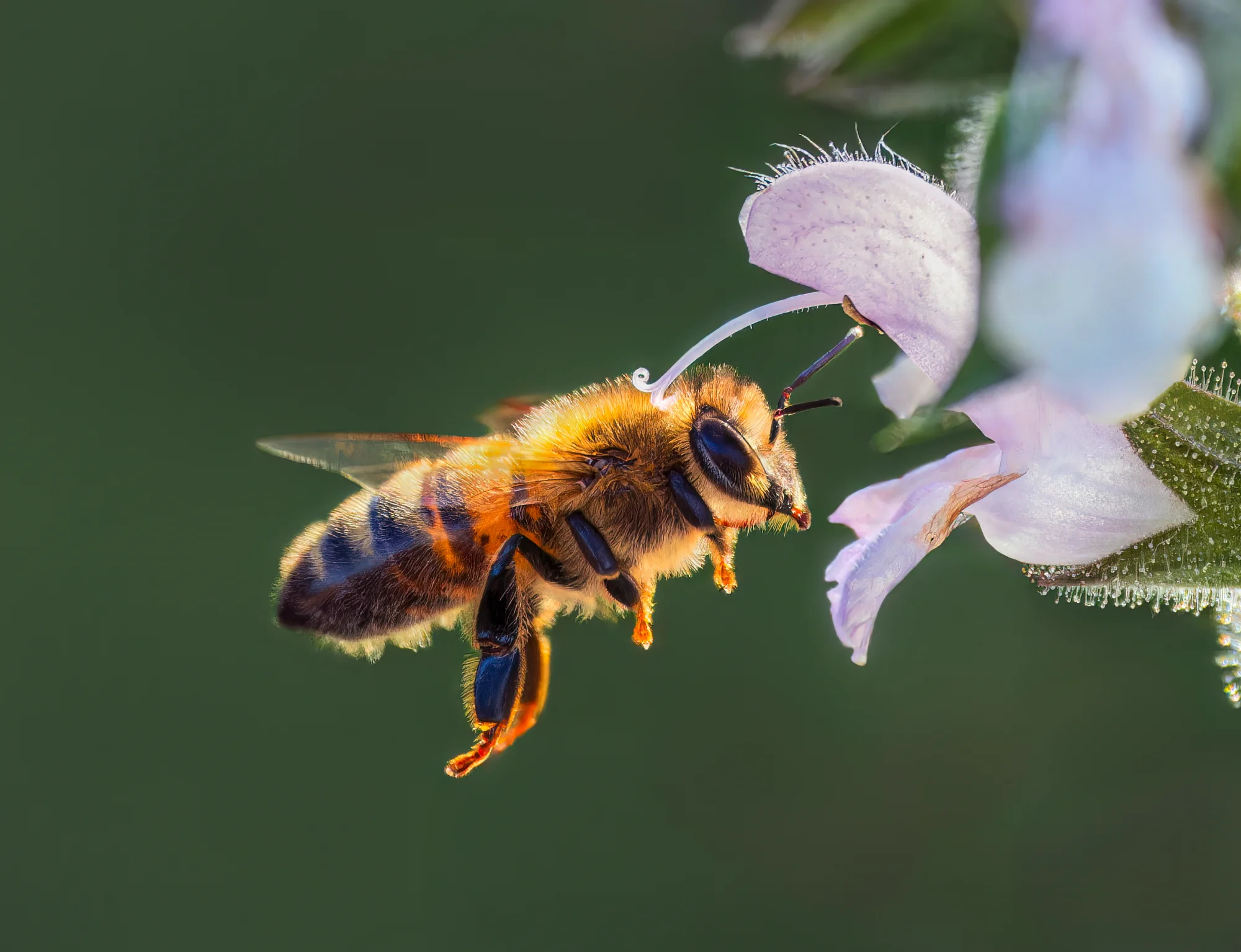 Mid-Flight Approach — macro photo by gary, scored 8.9/10 by REVIEWR's AI critique