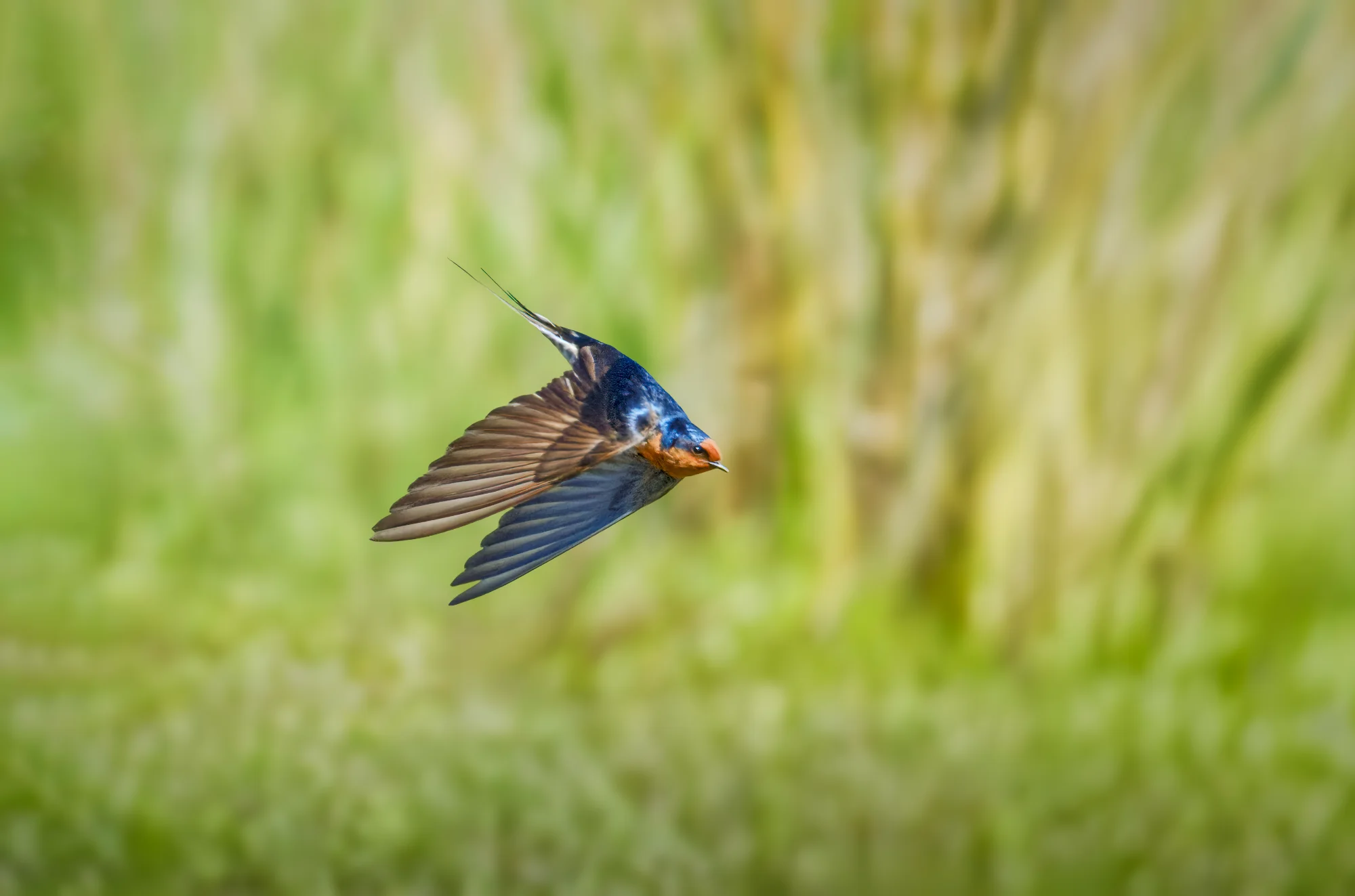 Banking Swallow — animals photo by gary, scored 8.0/10 by REVIEWR's AI critique