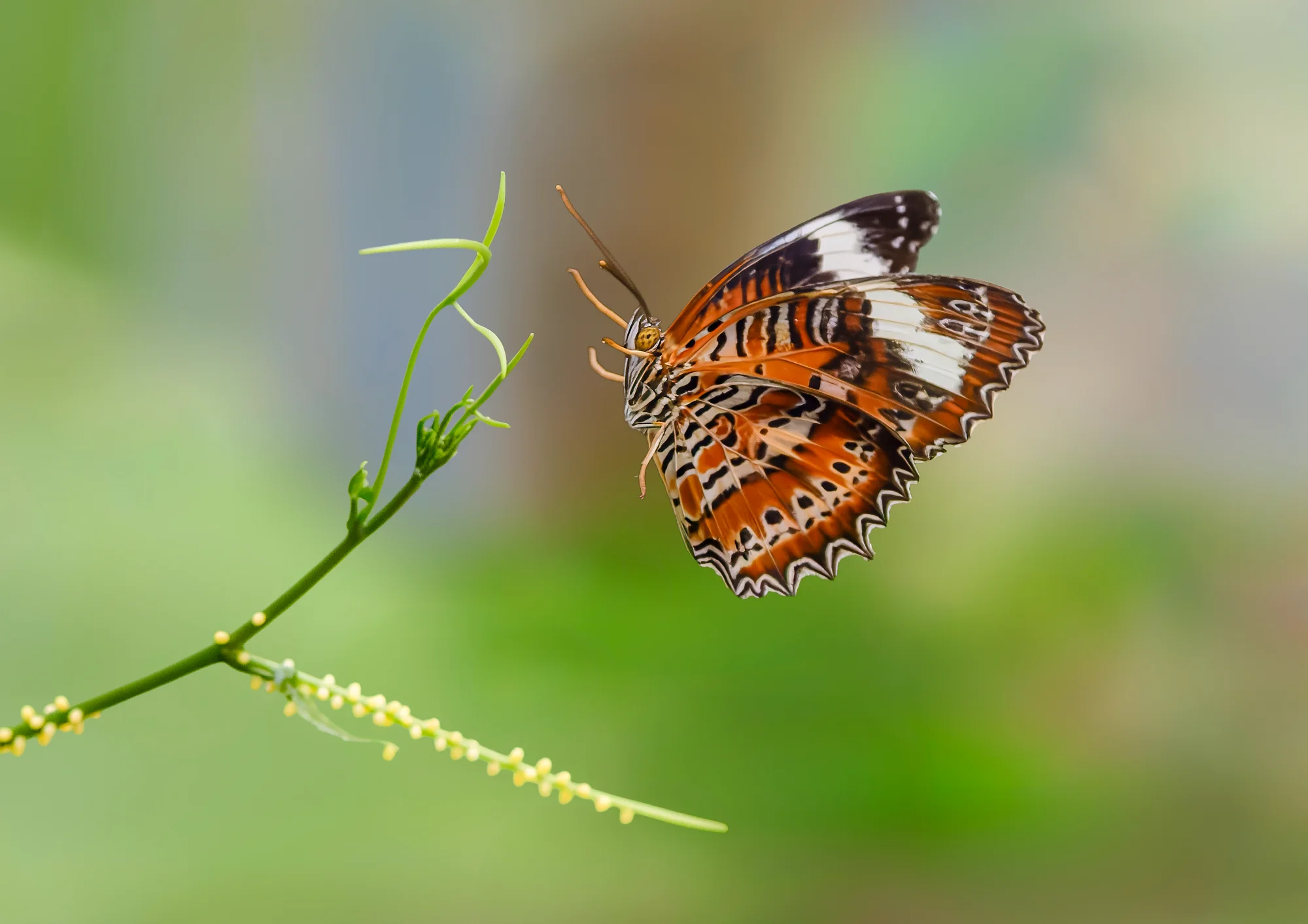 Mid-Air Approach — macro photo by gary, scored 7.9/10 by REVIEWR's AI critique