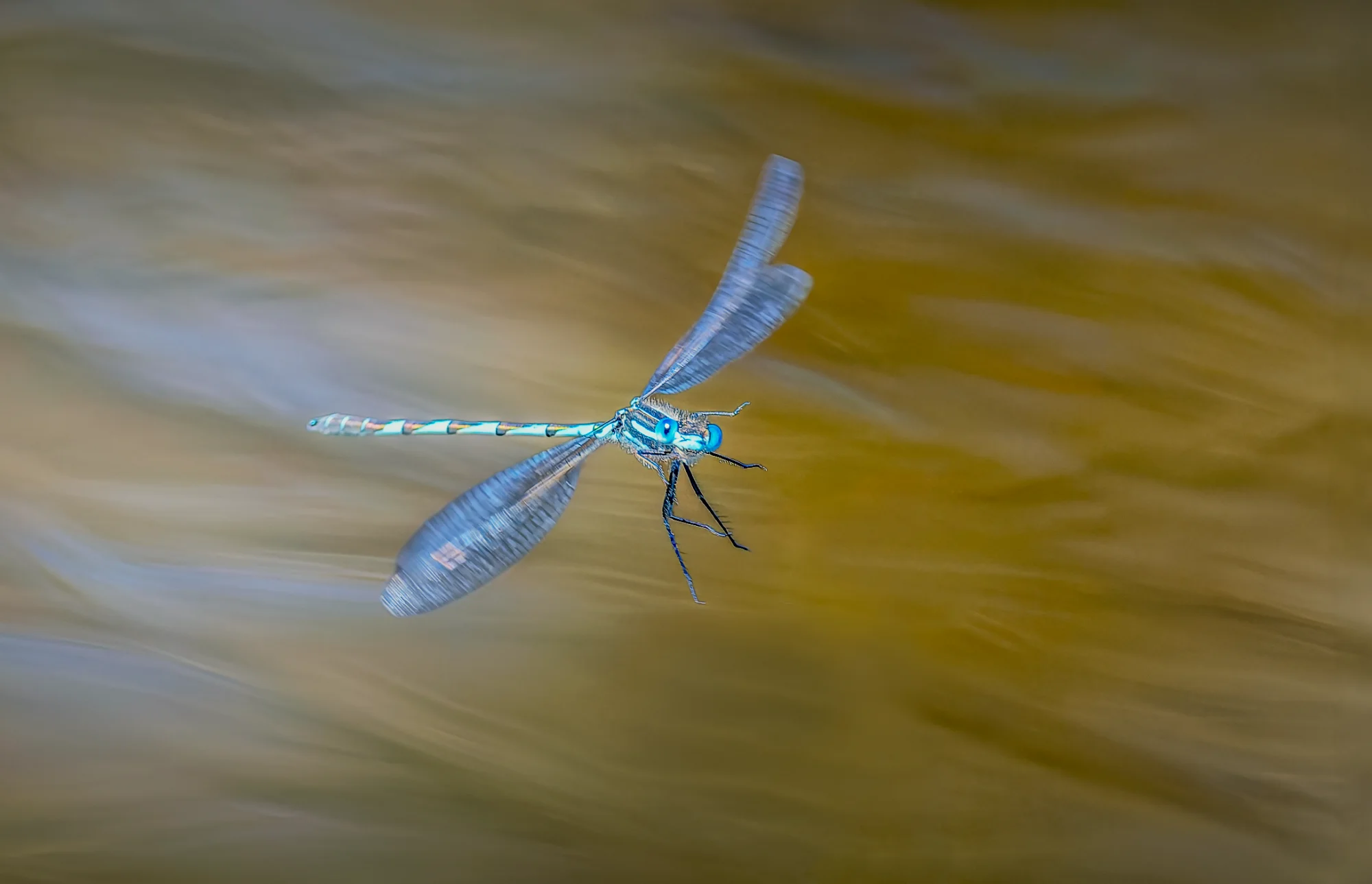 Hovering Over Gold — macro photo by gary, scored 6.5/10 by REVIEWR's AI critique