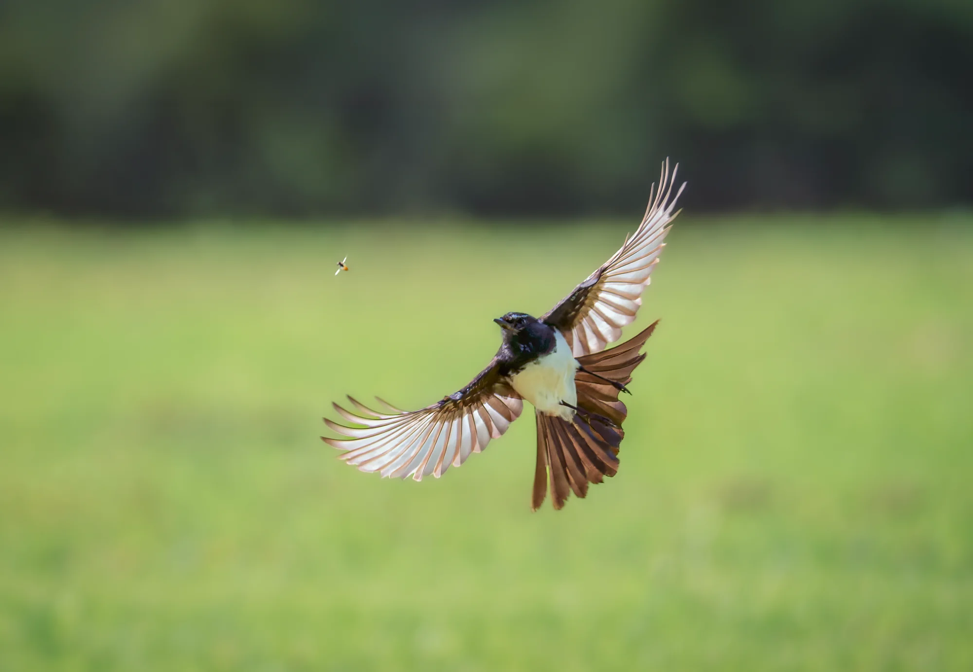 The Chase — general photo by gary, scored 8.7/10 by REVIEWR's AI critique