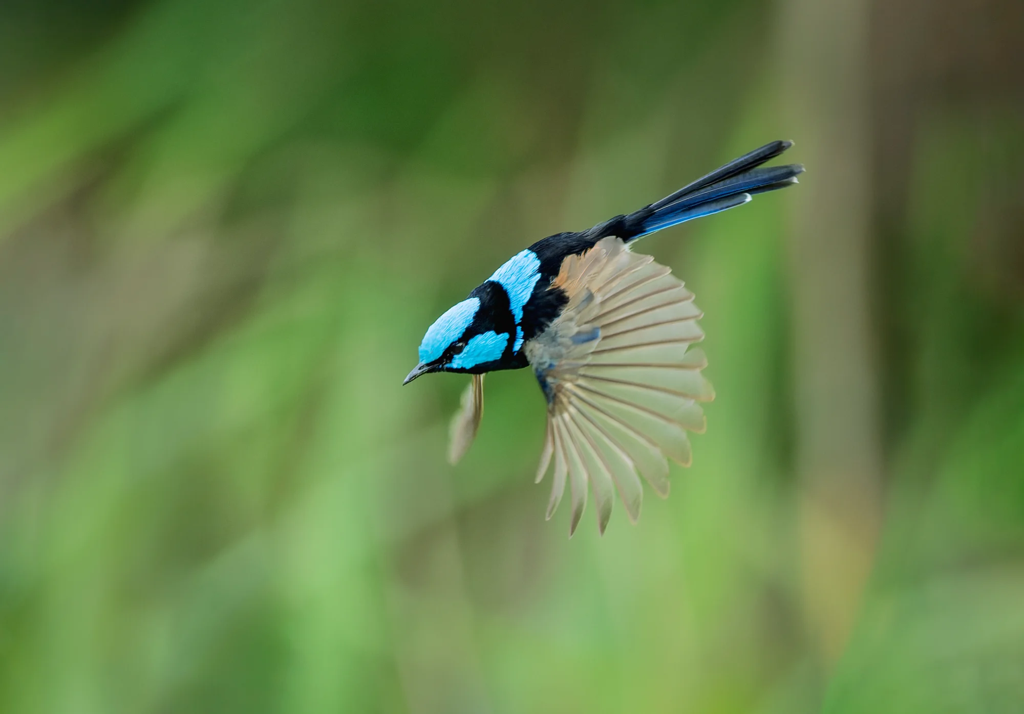 Fairy-wren in Flight — animals photo by gary, scored 8.6/10 by REVIEWR's AI critique