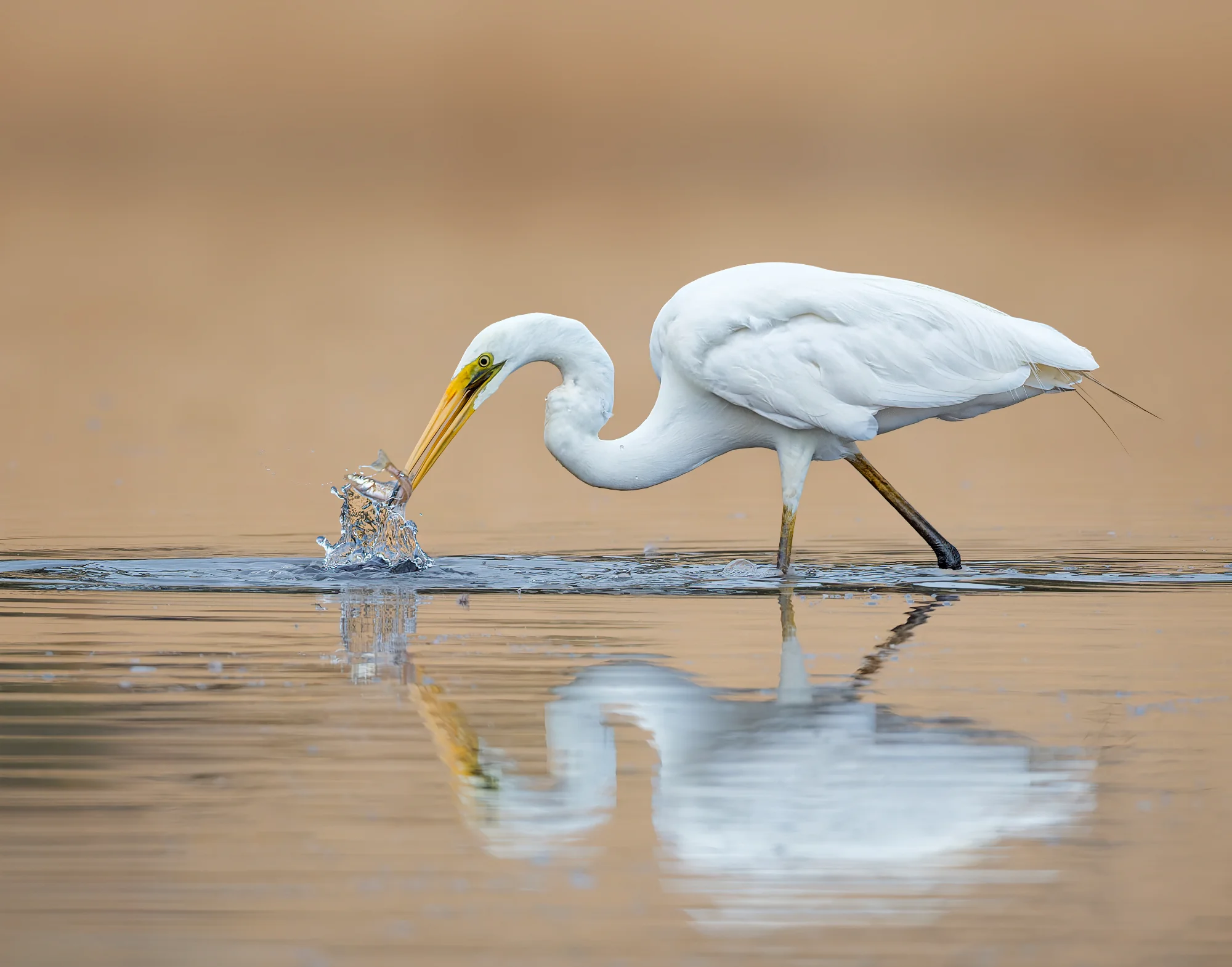 The Catch — animals photo by gary, scored 8.7/10 by REVIEWR's AI critique