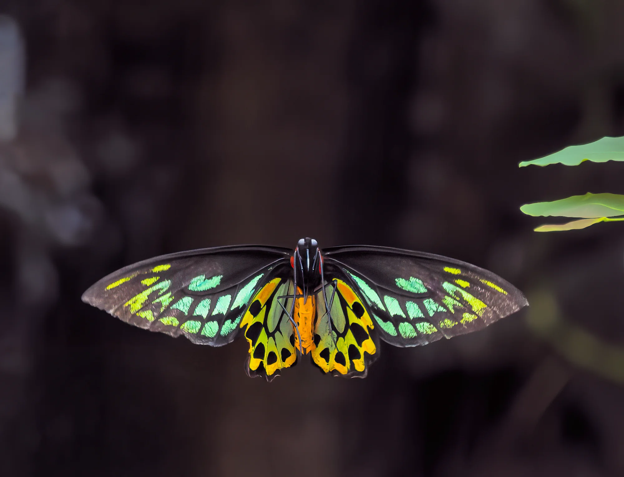 Hovering Birdwing — macro photo by gary, scored 5.5/10 by REVIEWR's AI critique