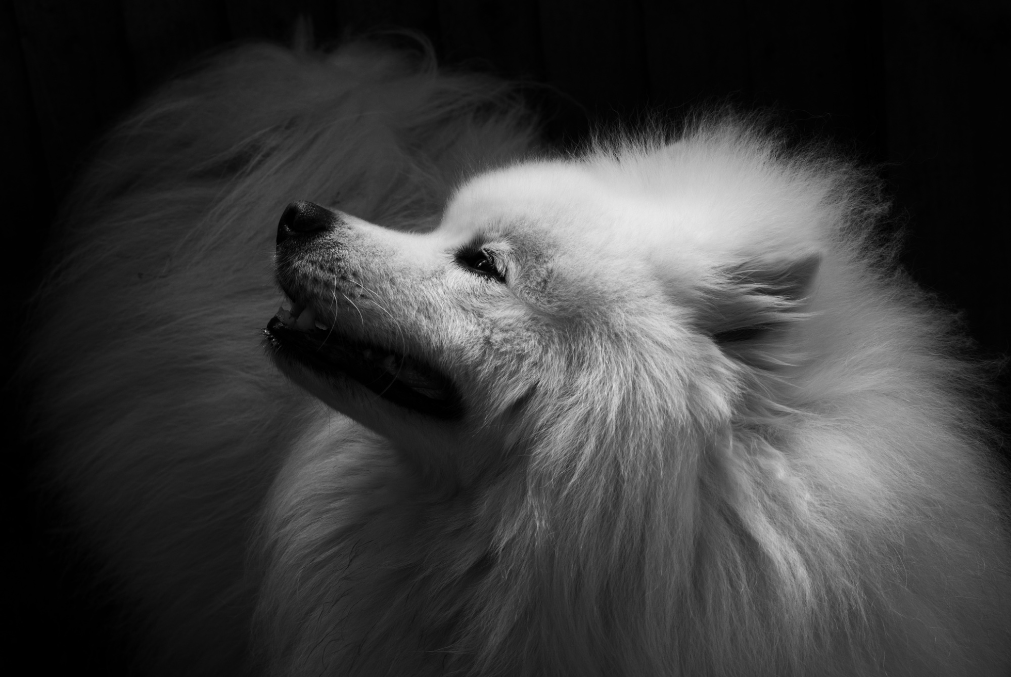 🎯 Mono Week - Casper — animals photo by Elm, scored 8.3/10 by REVIEWR's AI critique