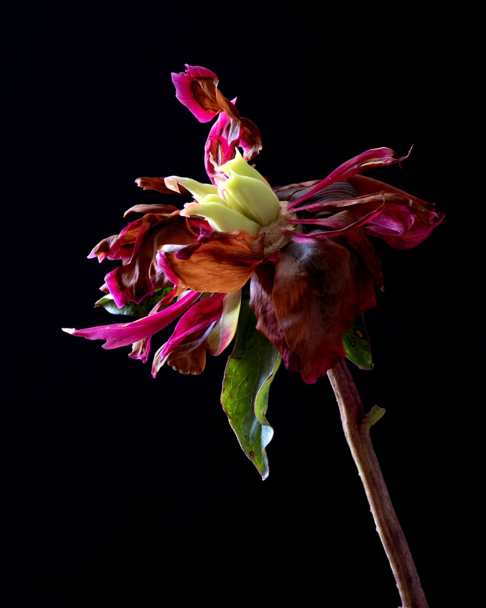 The Fool's Marotte — general photo by Elm, scored 8.1/10 by REVIEWR's AI critique