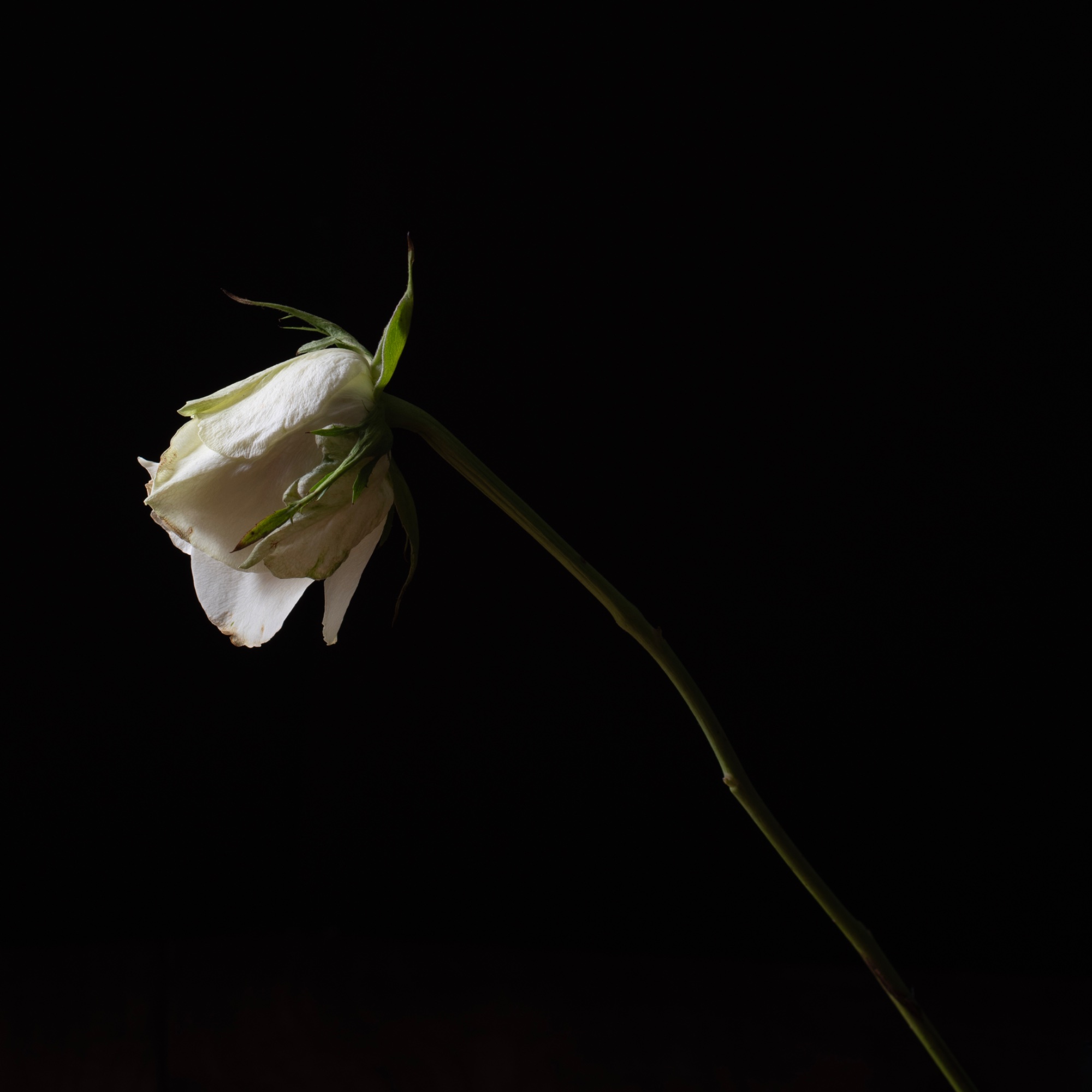 🎯 Less is More - Succumb — general photo by Elm, scored 8.5/10 by REVIEWR's AI critique
