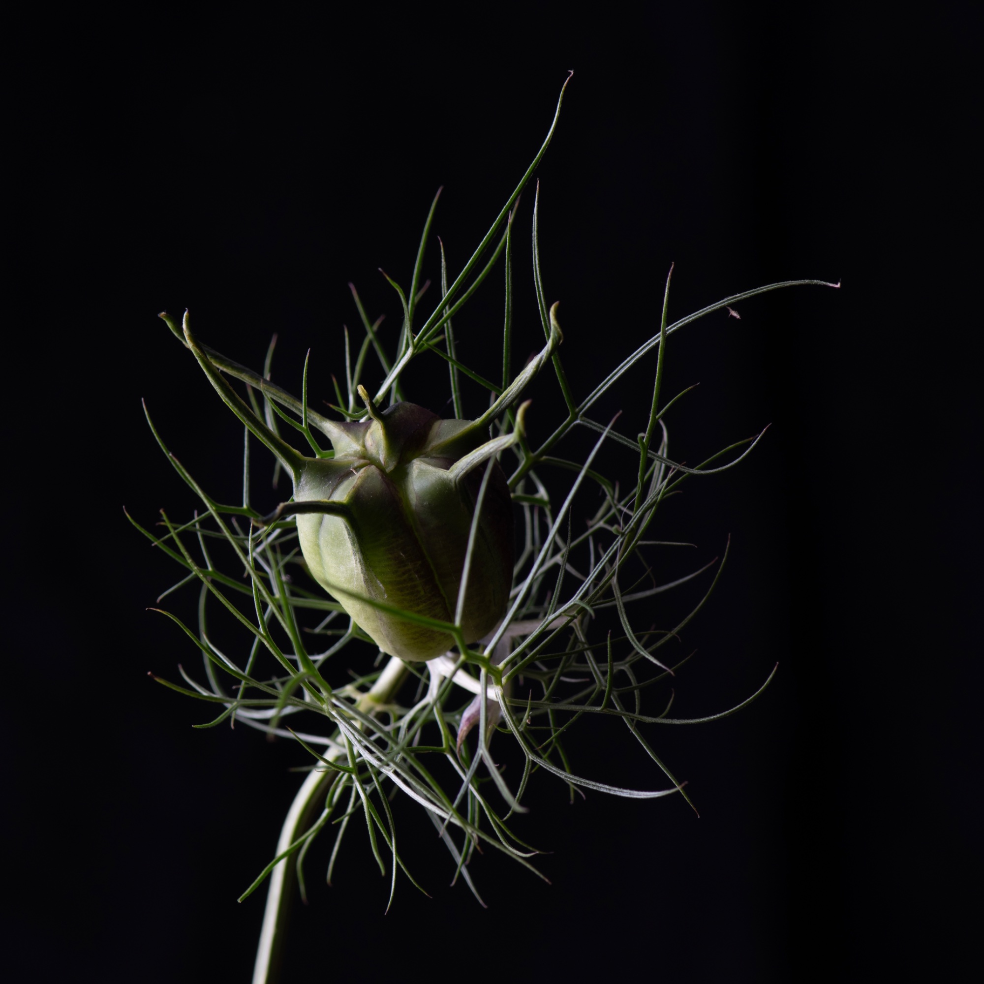 Love in A Void — general photo by Elm, scored 8.2/10 by REVIEWR's AI critique