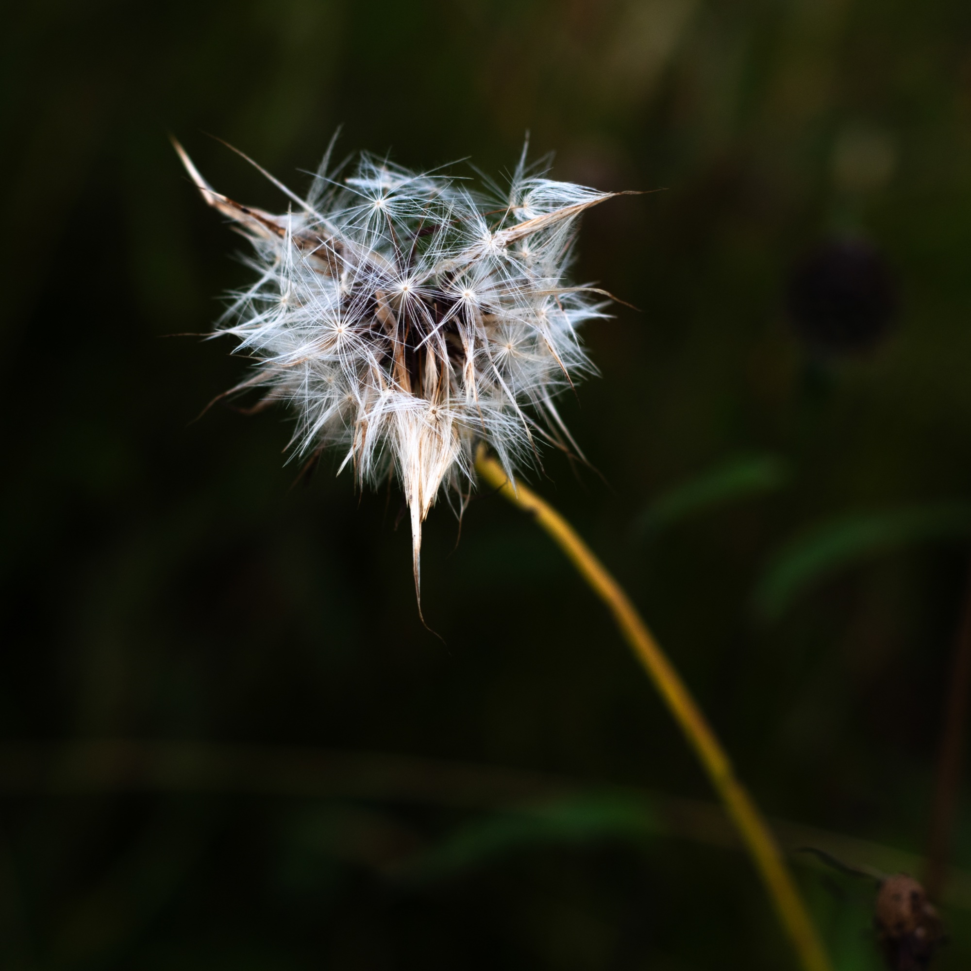 Horned Dandelion — general photo by Elm, scored 8.4/10 by REVIEWR's AI critique