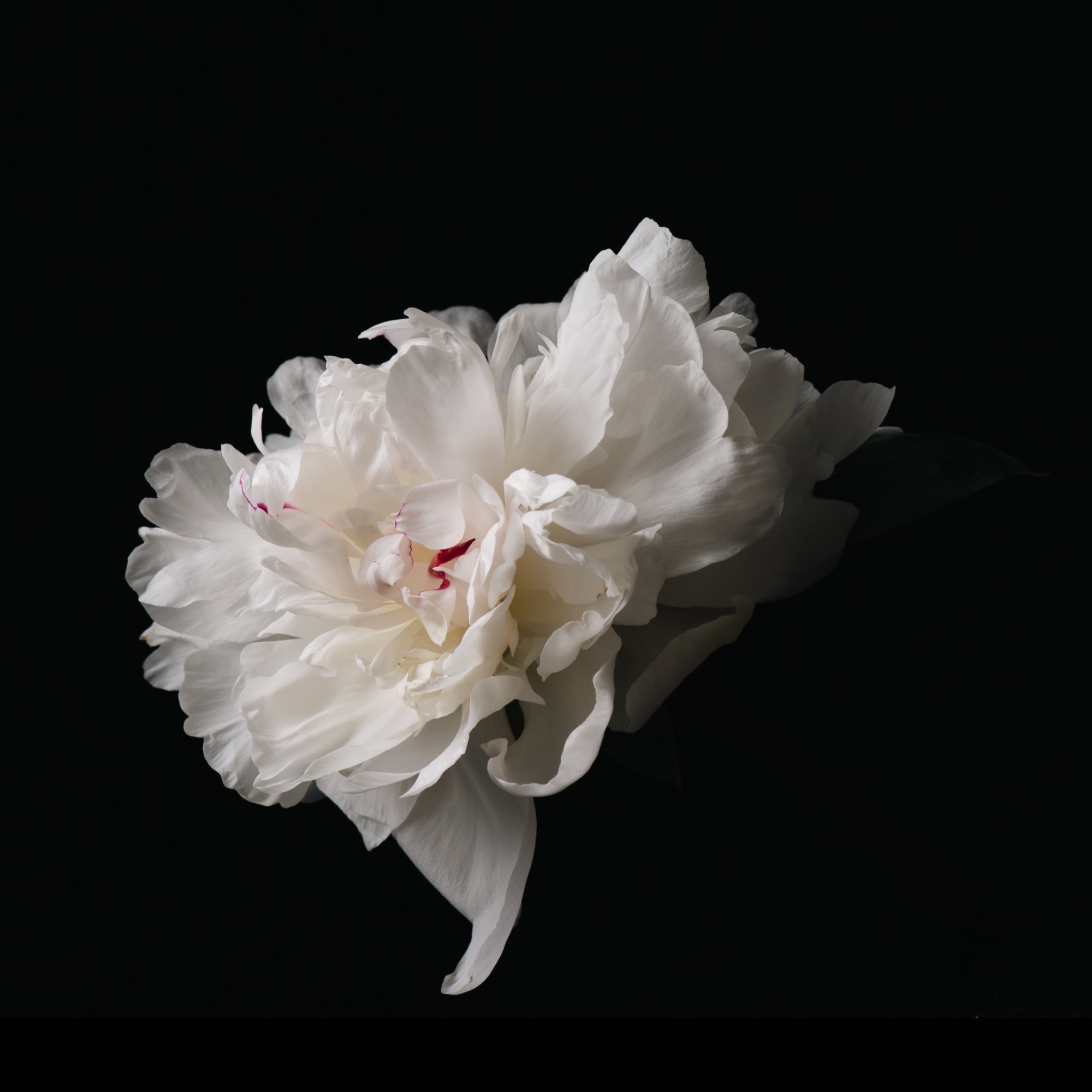 Ruffle — general photo by Elm, scored 8.2/10 by REVIEWR's AI critique