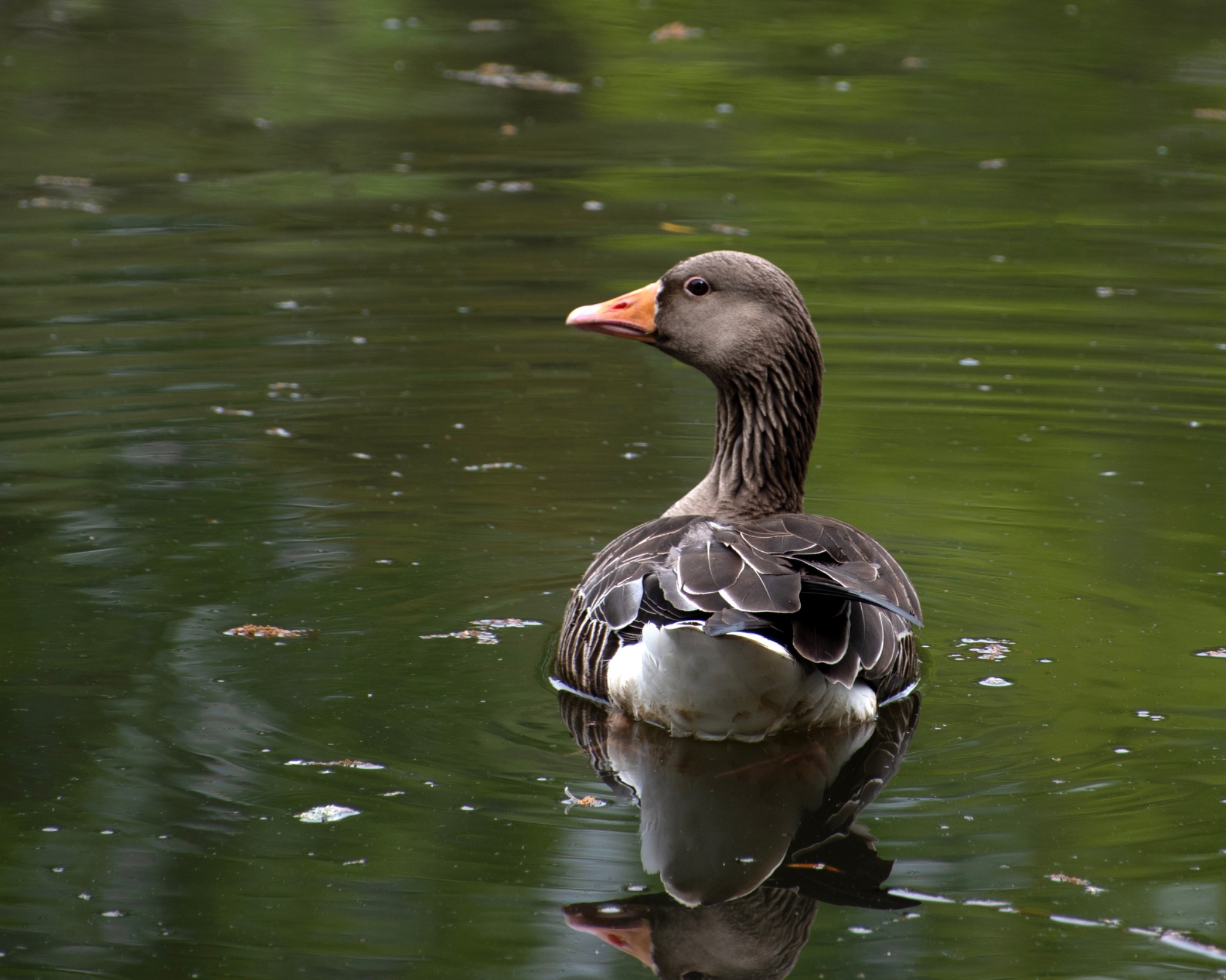 🎯 A Moment of Calm - Greylag Goose — general photo by Elm, scored 7.9/10 by REVIEWR's AI critique