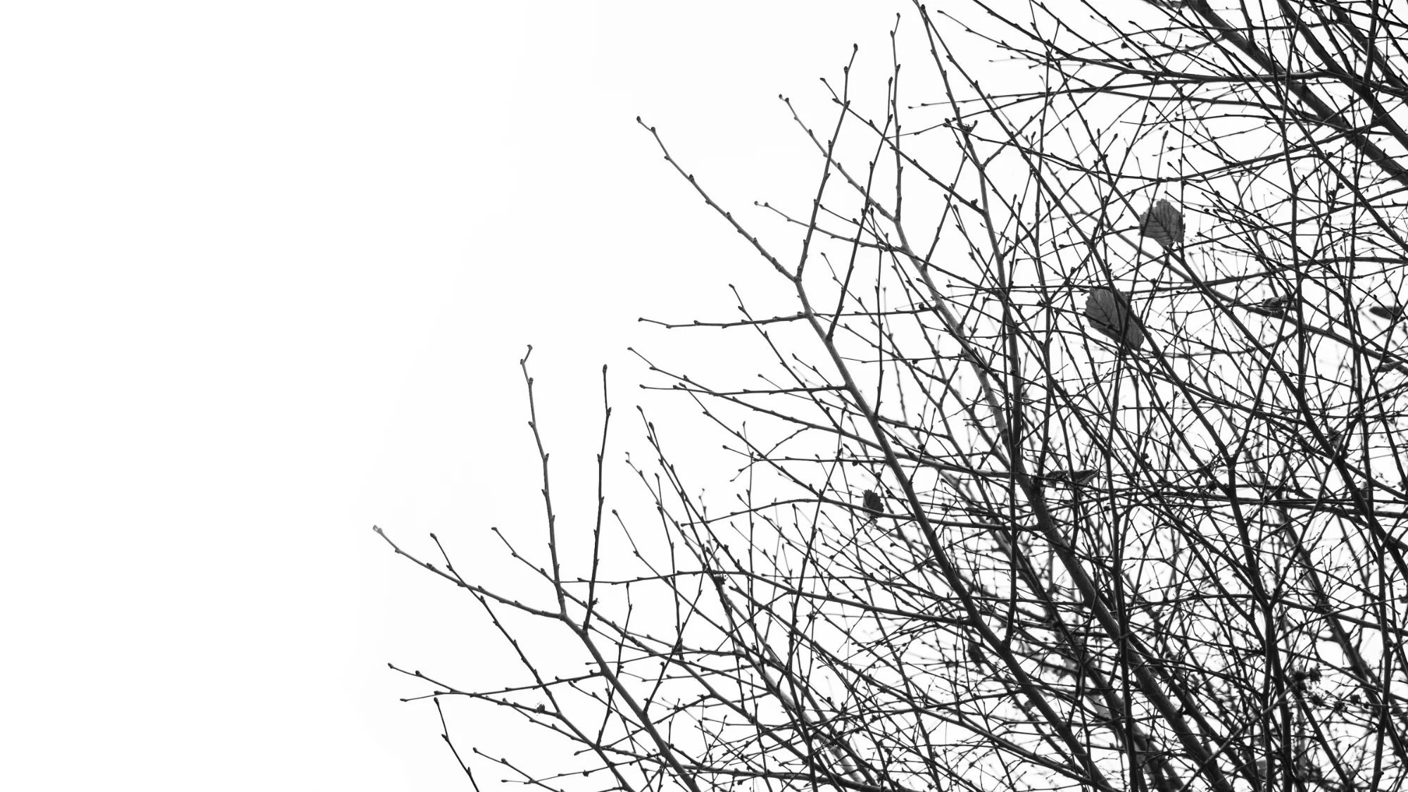 General photo by Javad, scored 7.3/10 by REVIEWR's AI critique