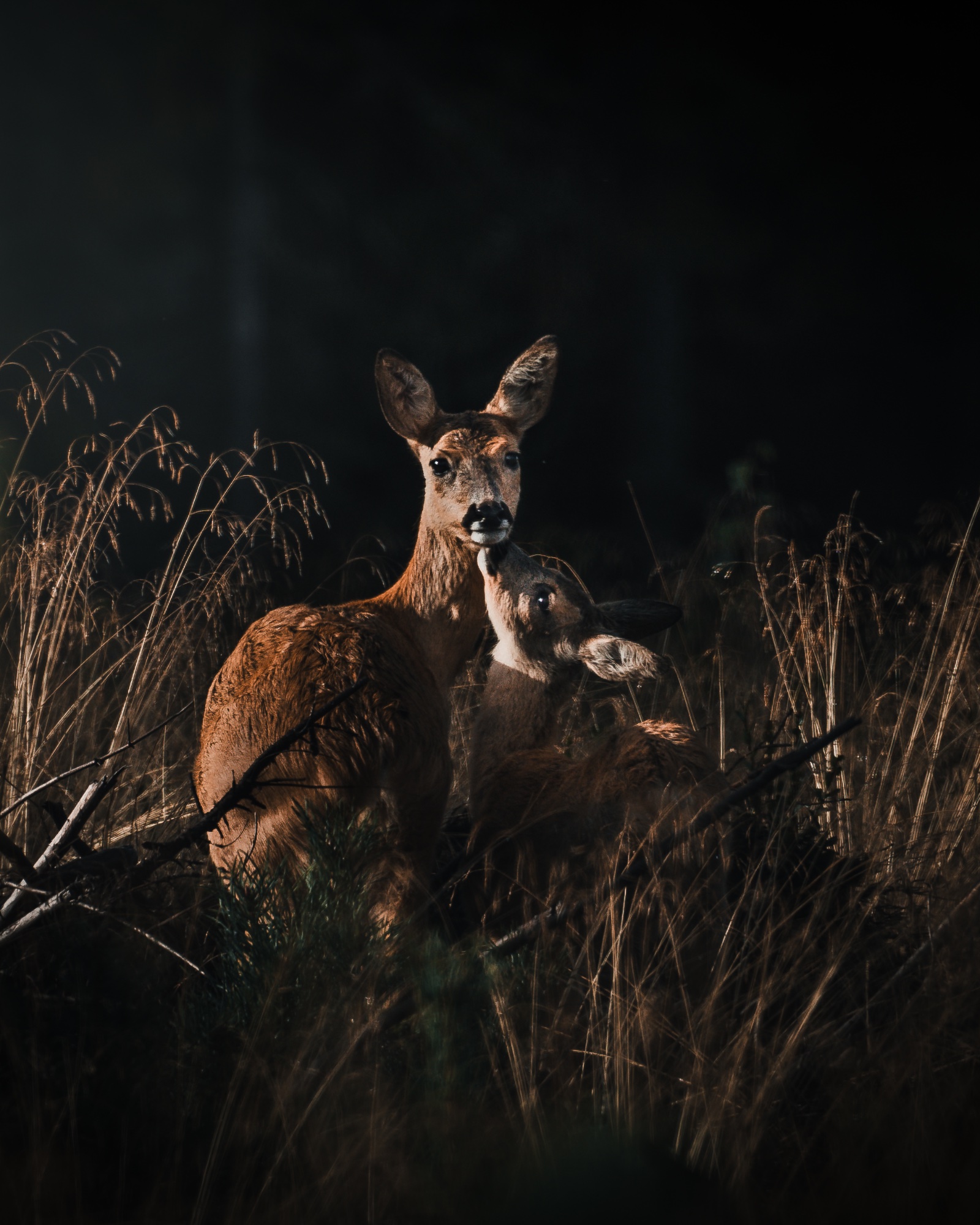 Tender Shadows — general photo by Jesper Lundberg, scored 8.9/10 by REVIEWR's AI critique