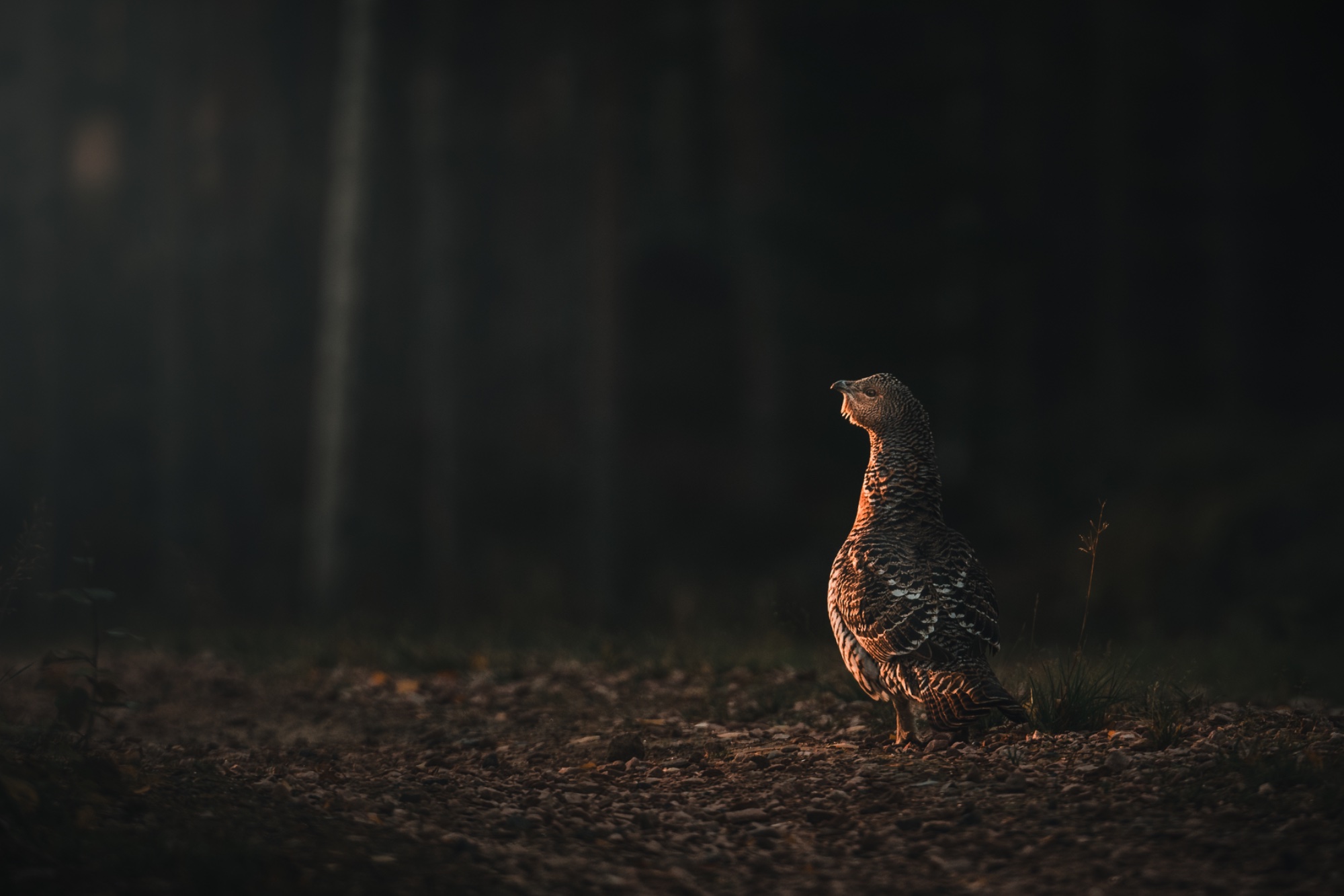 Illuminated Grouse — animals photo by Jesper Lundberg, scored 8.7/10 by REVIEWR's AI critique