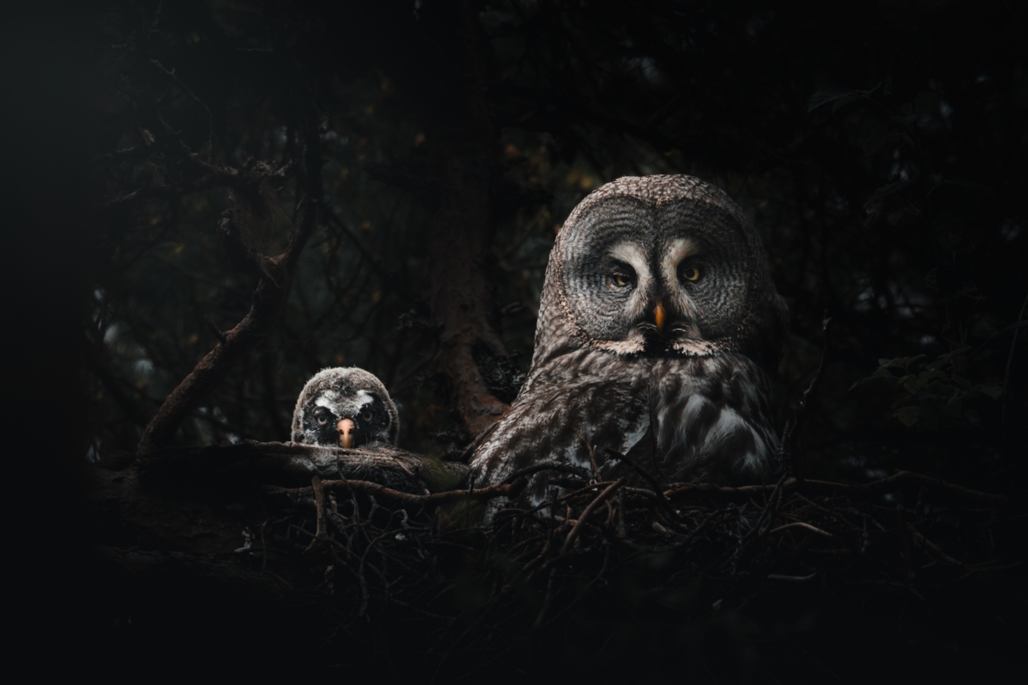 Guardians of the Dark — animals photo by Jesper Lundberg, scored 8.4/10 by REVIEWR's AI critique