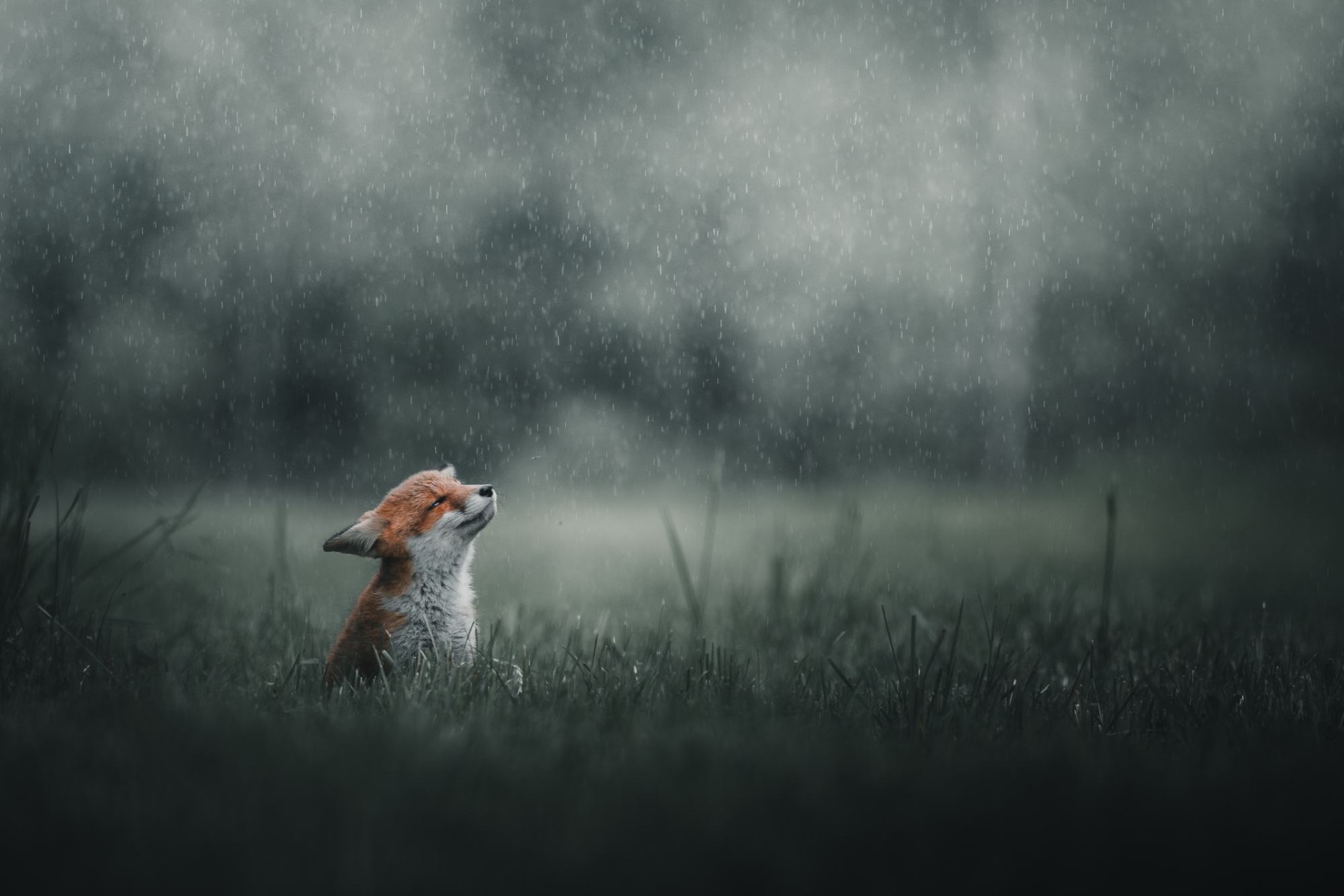 Contemplation in the Rain — animals photo by Jesper Lundberg, scored 8.6/10 by REVIEWR's AI critique