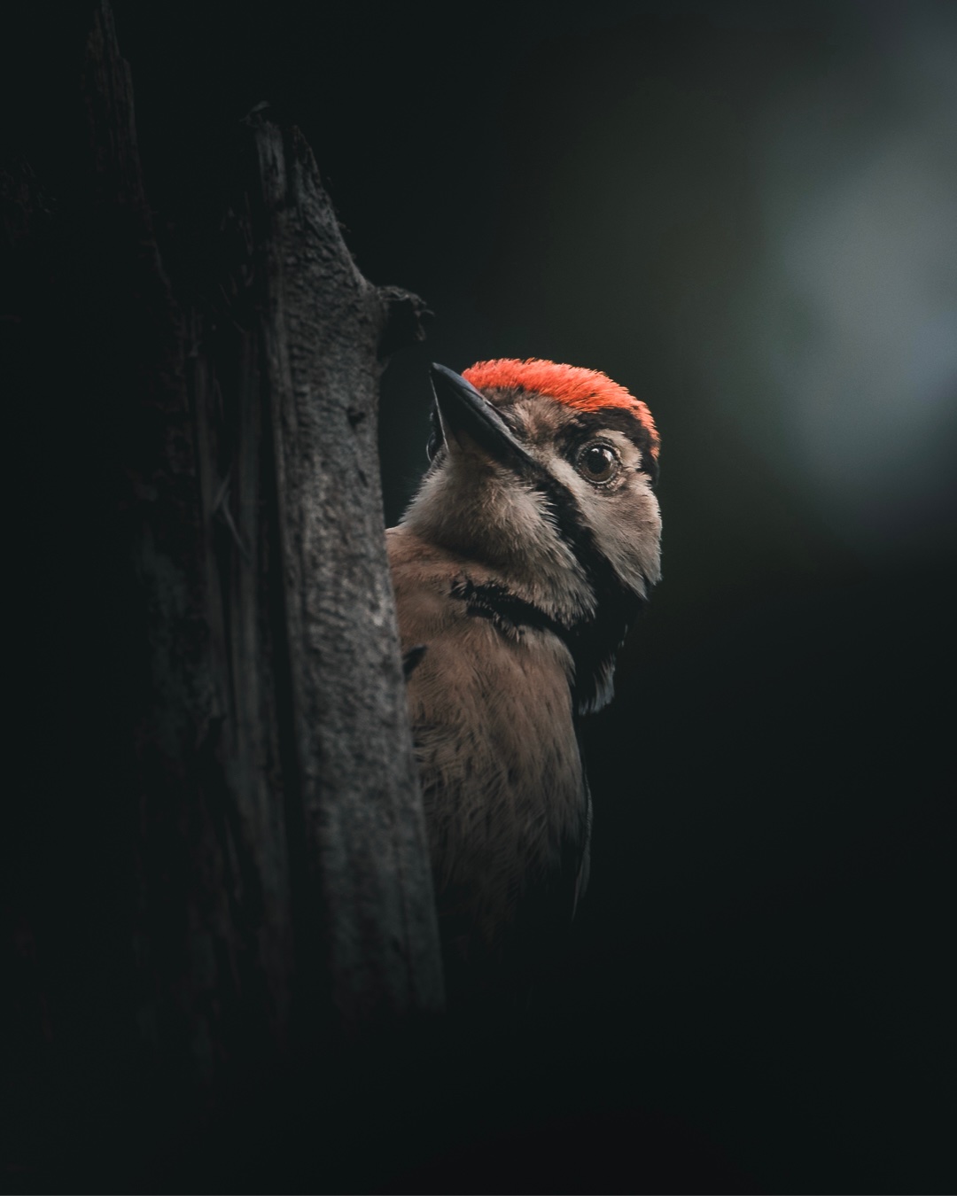 Animals photo by Jesper Lundberg, scored 7.6/10 by REVIEWR's AI critique