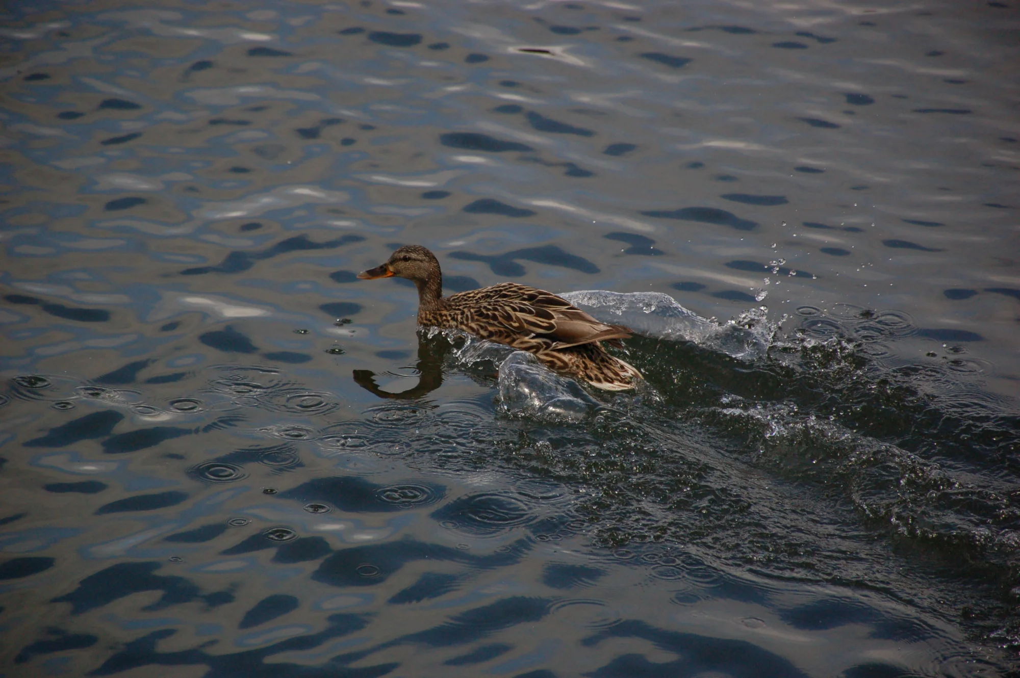 🎯 Water Week - 戲水 — general photo by kyomu, scored 6.8/10 by REVIEWR's AI critique