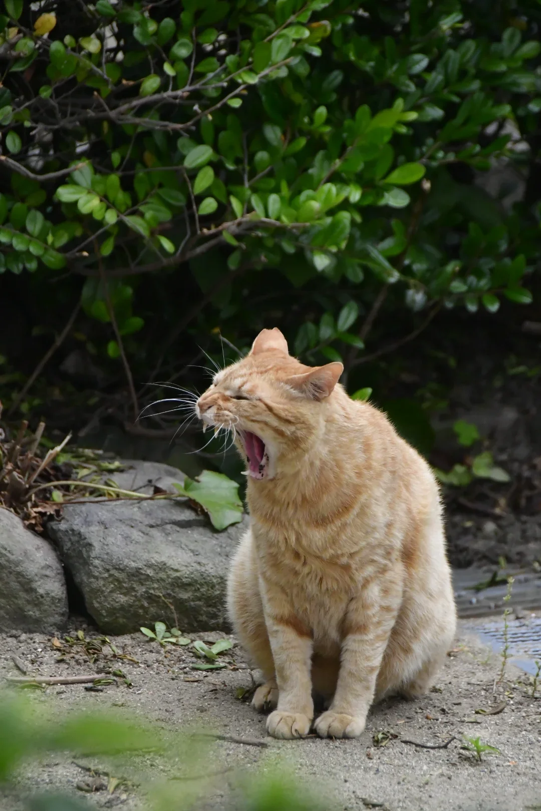 慵懶的貓 — animals photo by kyomu, scored 6.1/10 by REVIEWR's AI critique
