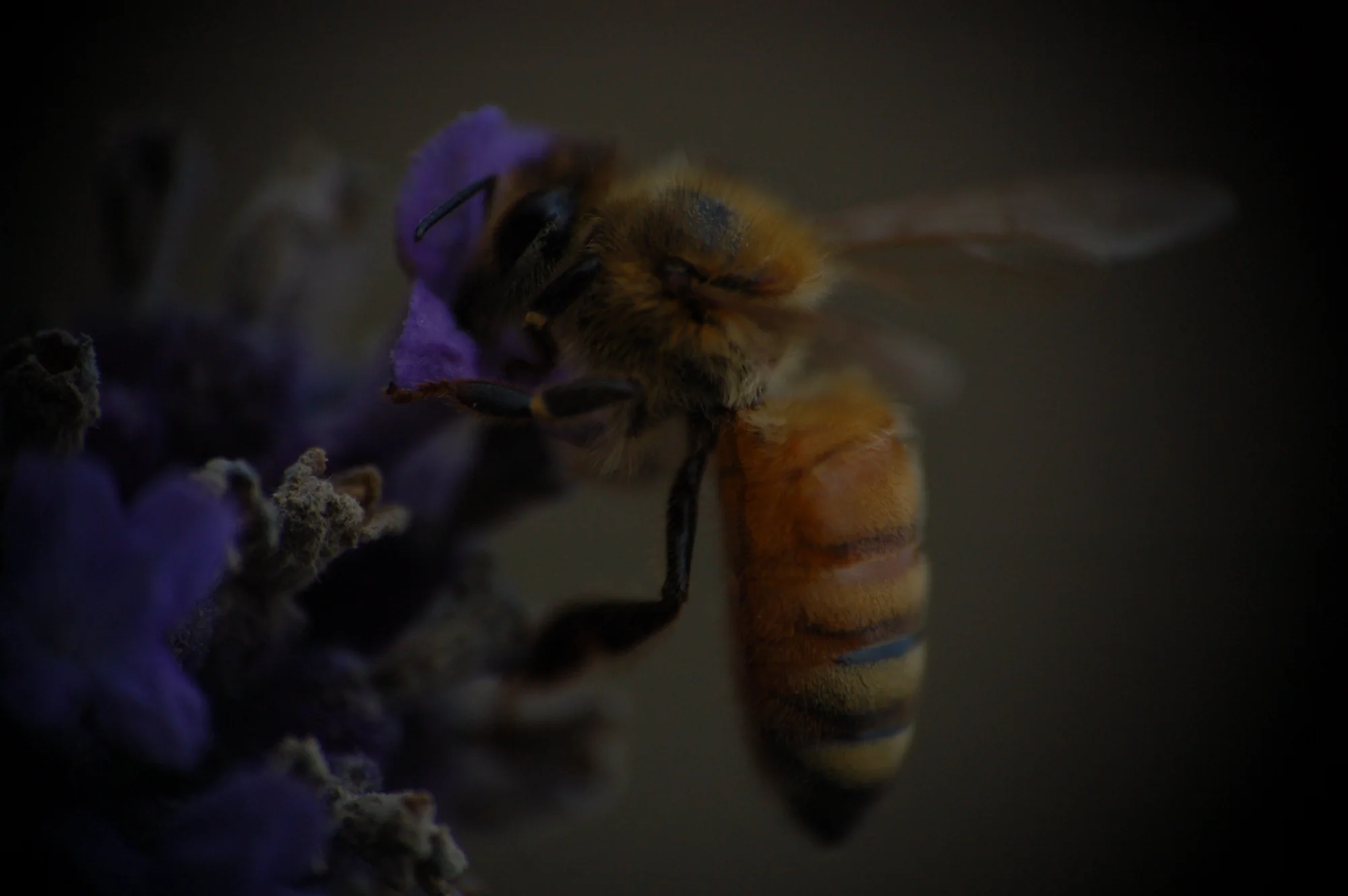 採集 — animals photo by kyomu, scored 4.8/10 by REVIEWR's AI critique