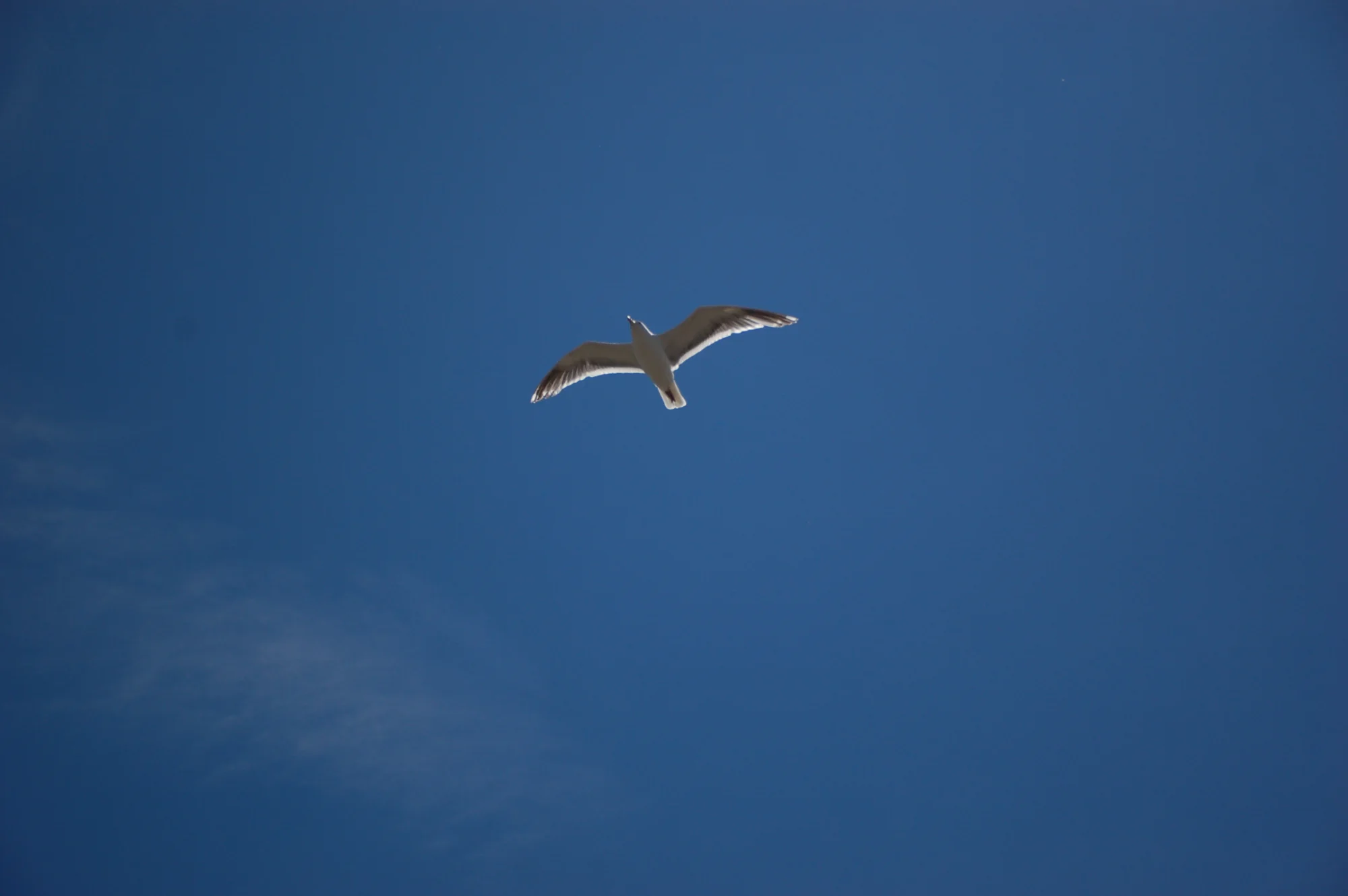 翱翔 — animals photo by kyomu, scored 5.7/10 by REVIEWR's AI critique