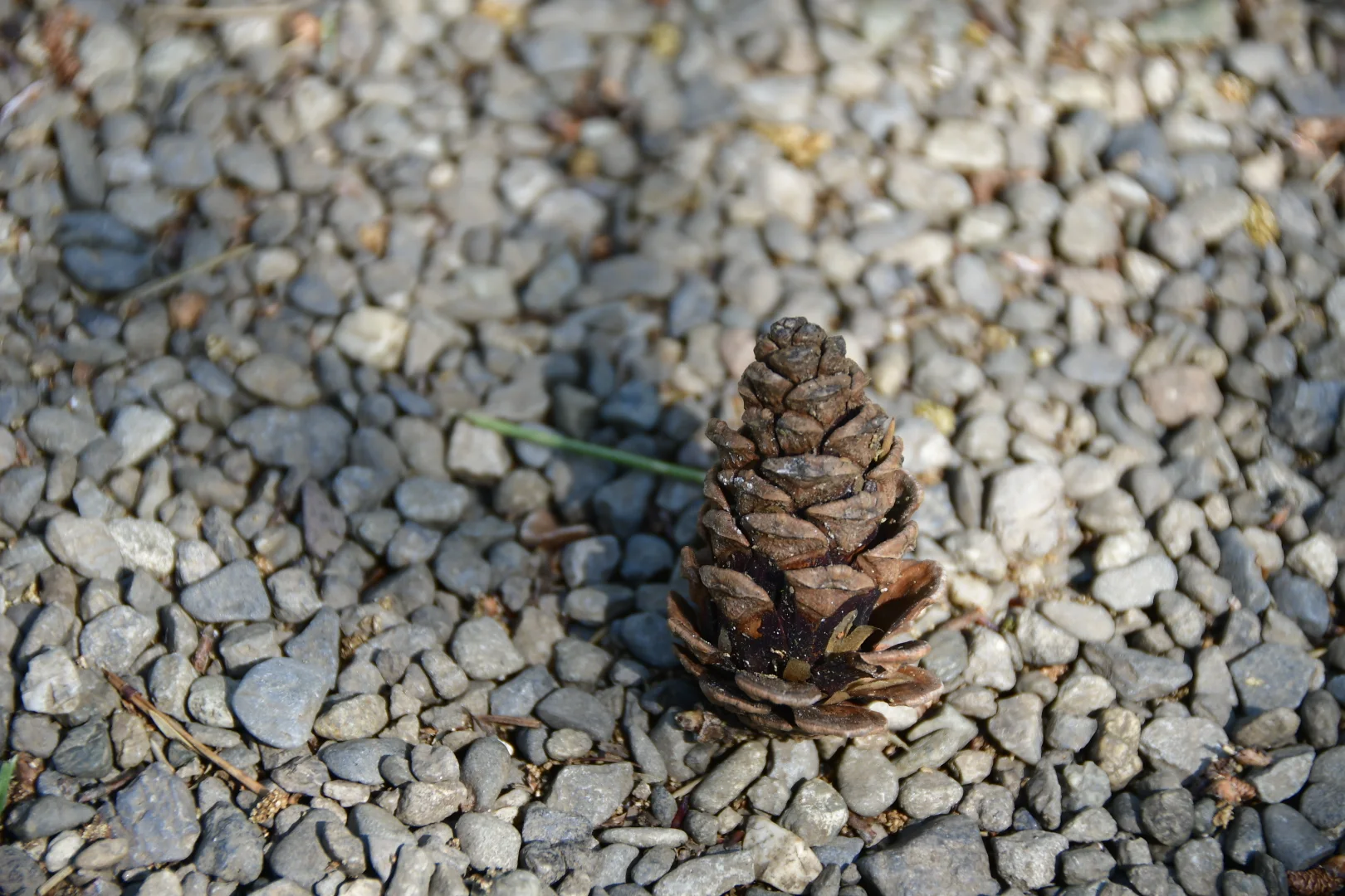 🎯 Shallow Depth - 毬果 — general photo by kyomu, scored 5.2/10 by REVIEWR's AI critique