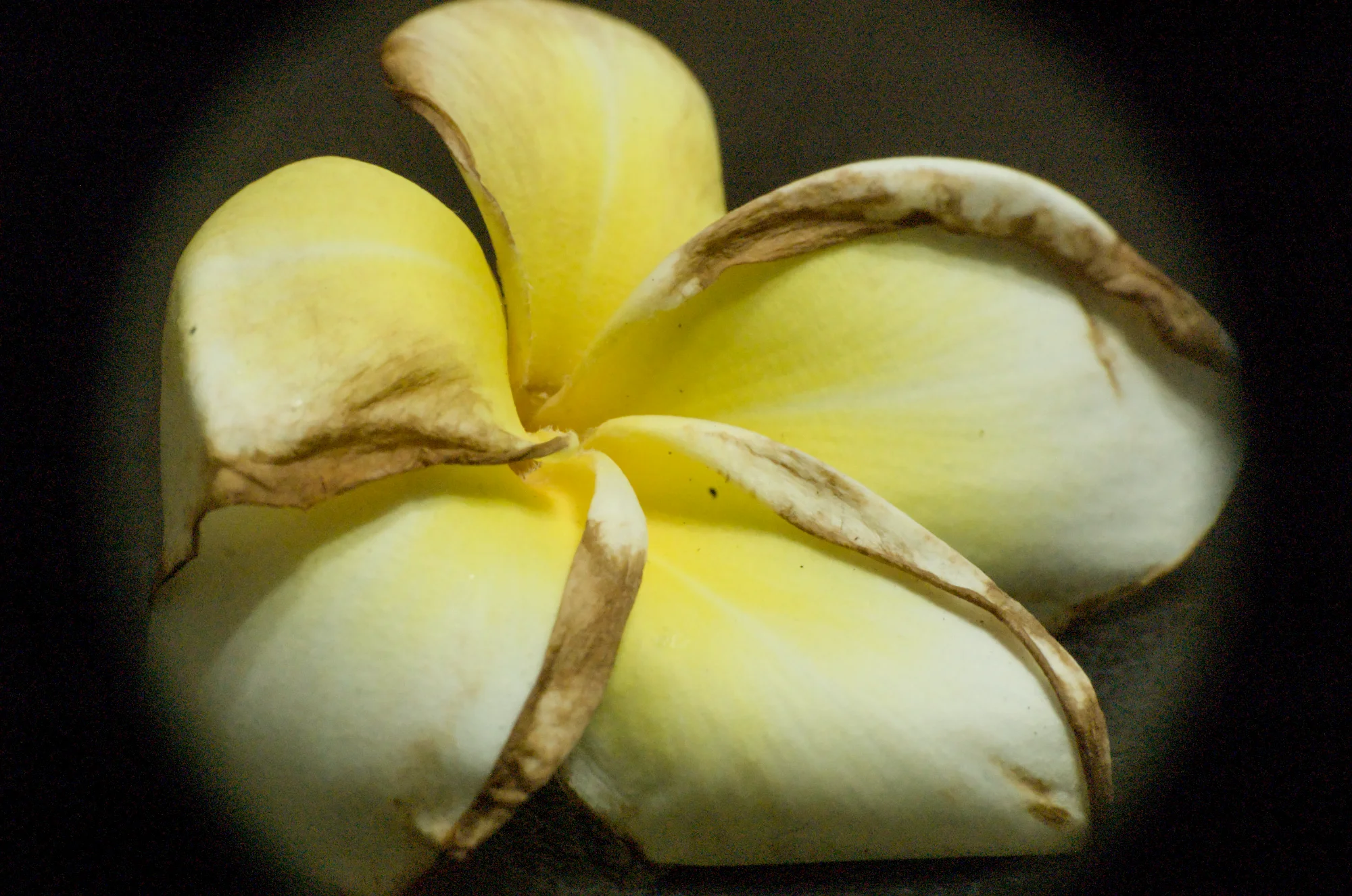 π― Texture Close-Up - ιθθ± β general photo by kyomu, scored 6.3/10 by REVIEWR's AI critique