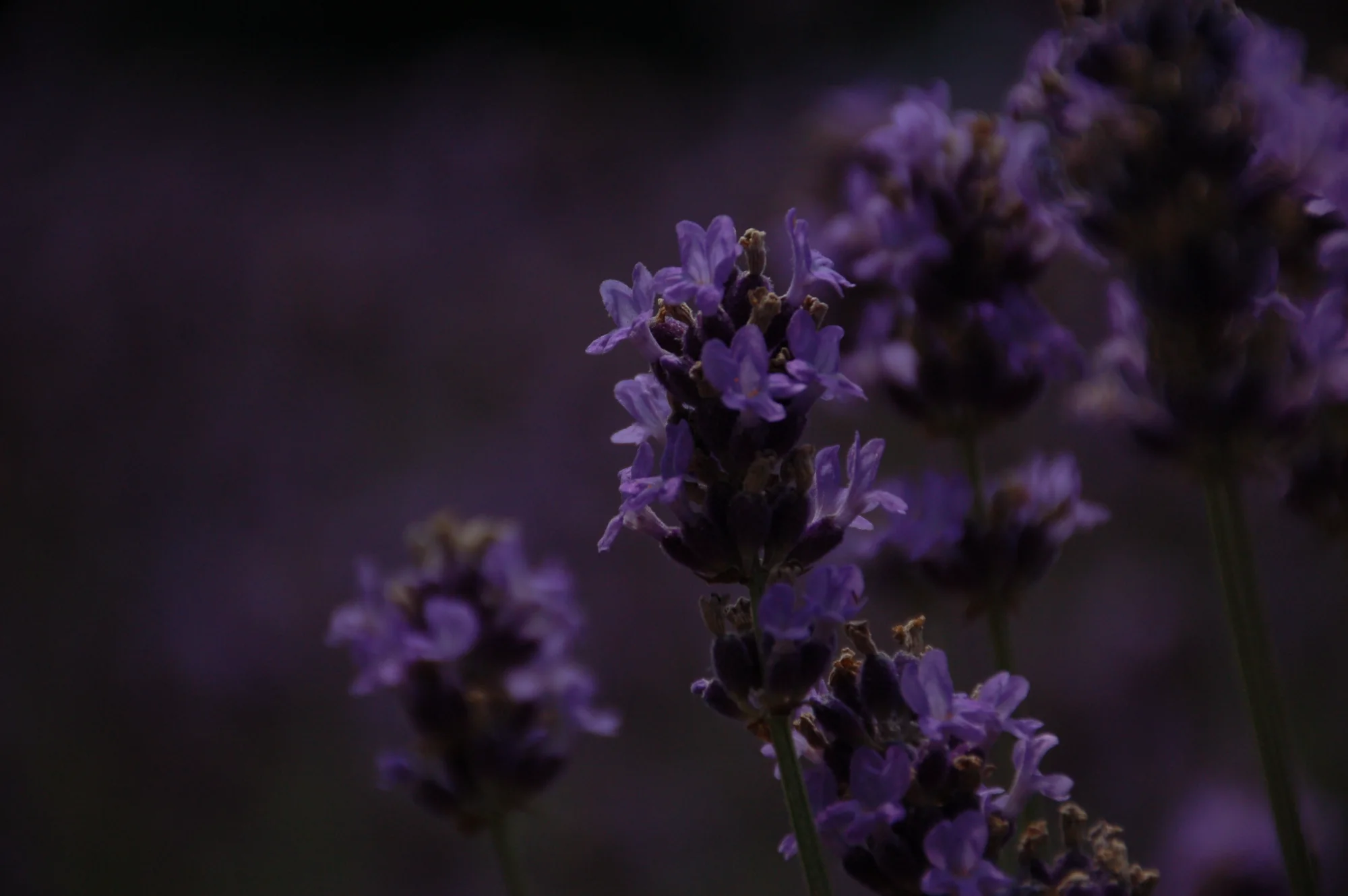 🎯 Shallow Depth - 陰暗的薰衣草 — general photo by kyomu, scored 6.2/10 by REVIEWR's AI critique