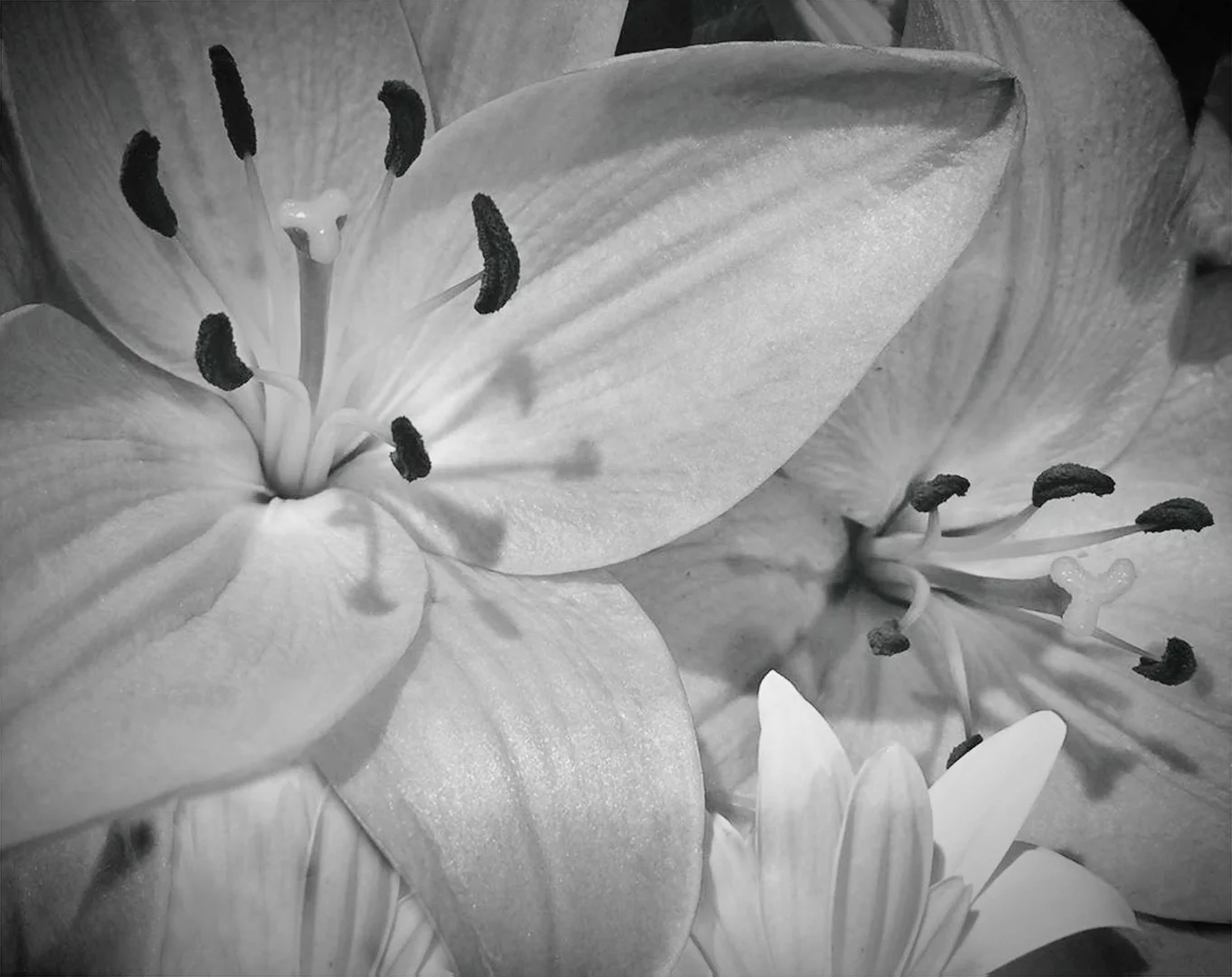 Monochrome Lilies — general photo by PP, scored 4.5/10 by REVIEWR's AI critique