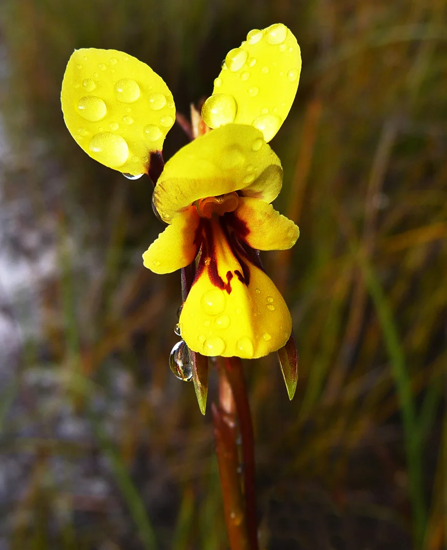 After the Rain — general photo by PP, scored 6.2/10 by REVIEWR's AI critique