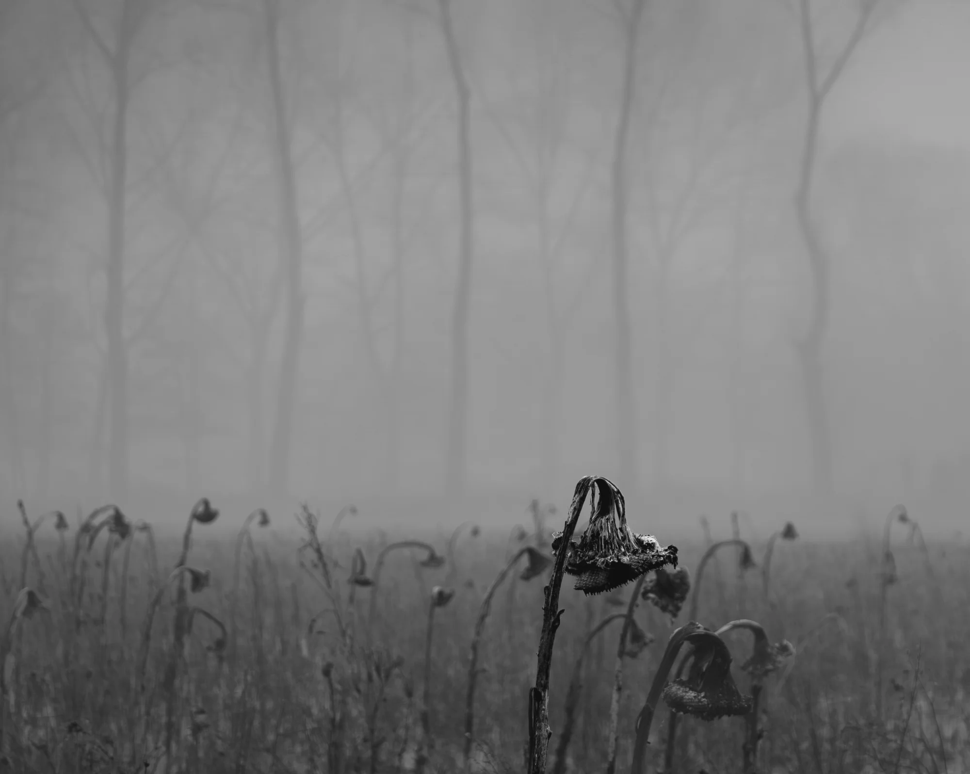 🎯 Rule of Thirds — general photo by Jeroen, scored 8.3/10 by REVIEWR's AI critique