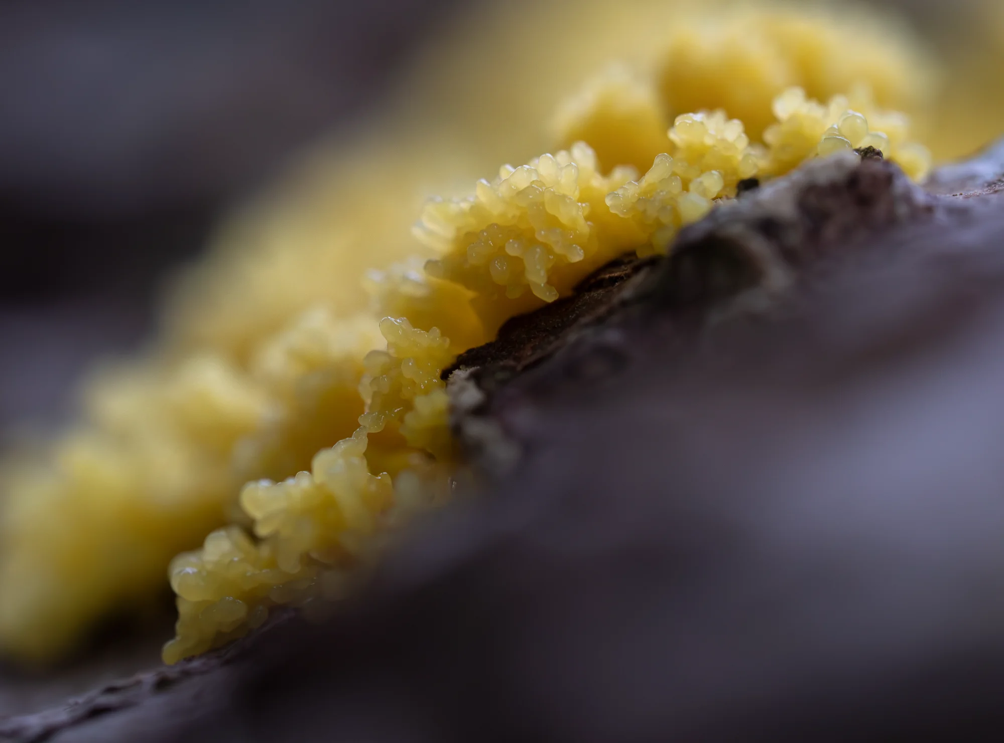 🎯 Texture Study - slime mold — general photo by Jeroen, scored 7.6/10 by REVIEWR's AI critique
