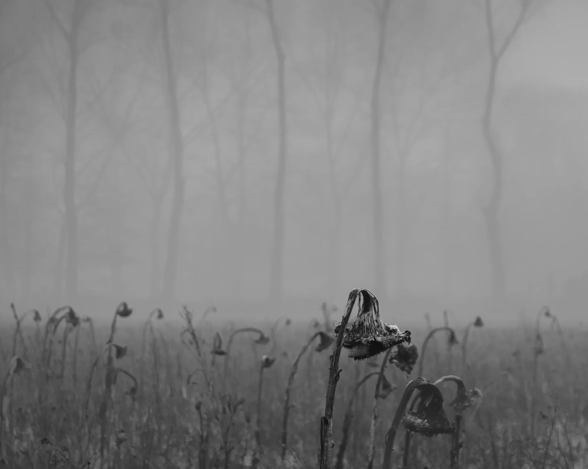 General photo by Jeroen, scored 7.7/10 by REVIEWR's AI critique