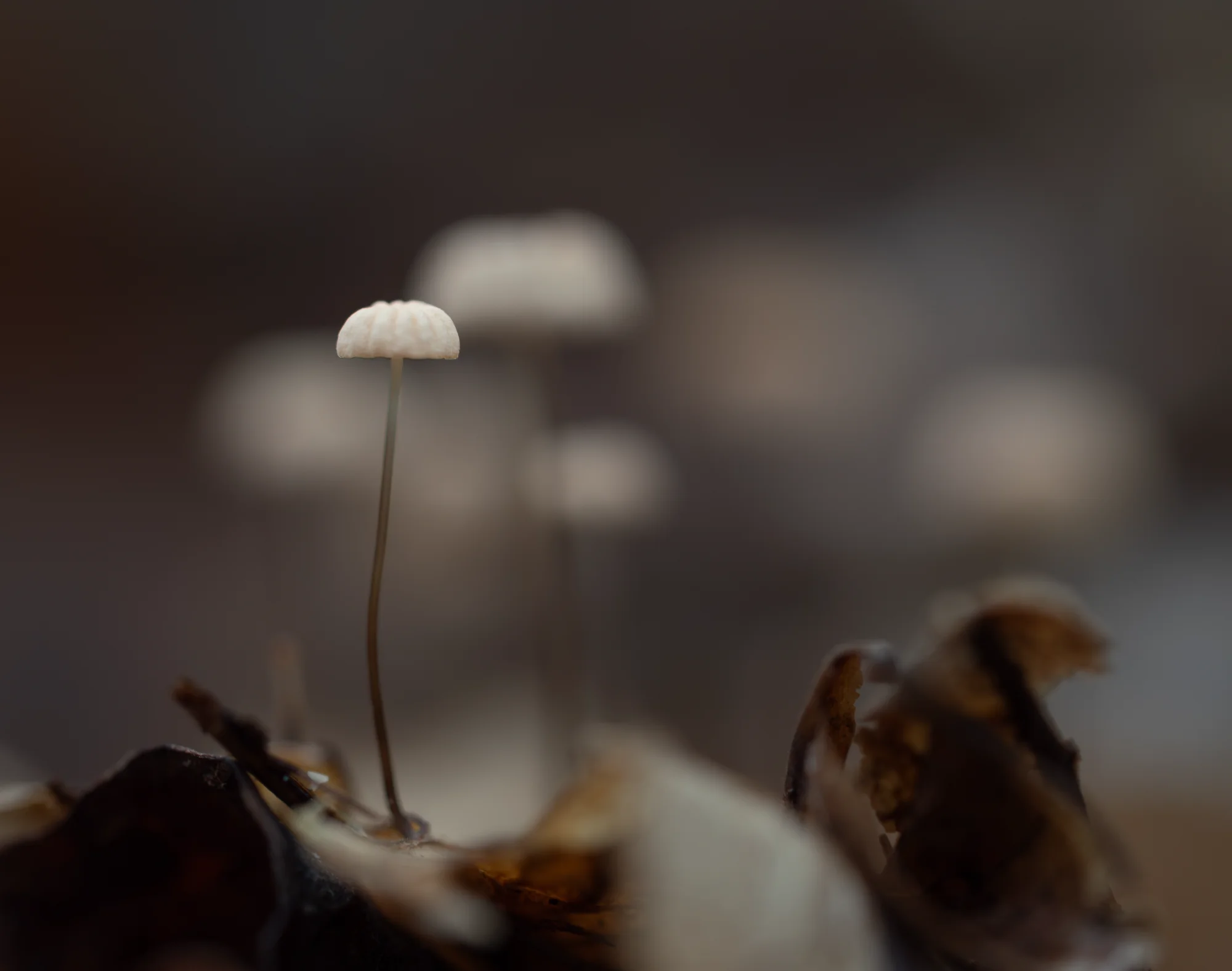 General photo by Jeroen, scored 8.0/10 by REVIEWR's AI critique
