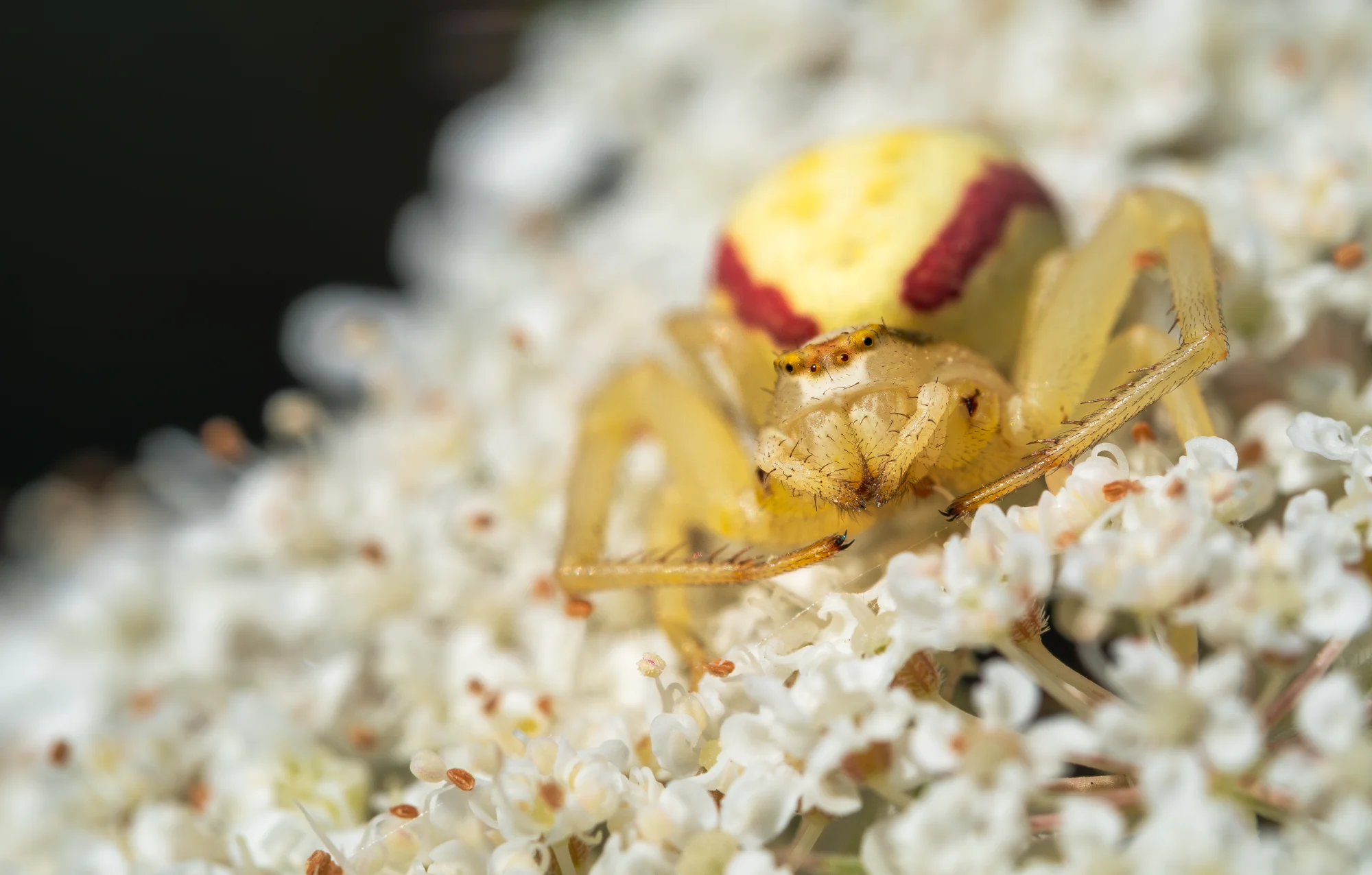 Kameleonspin — macro photo by Jeroen, scored 8.2/10 by REVIEWR's AI critique