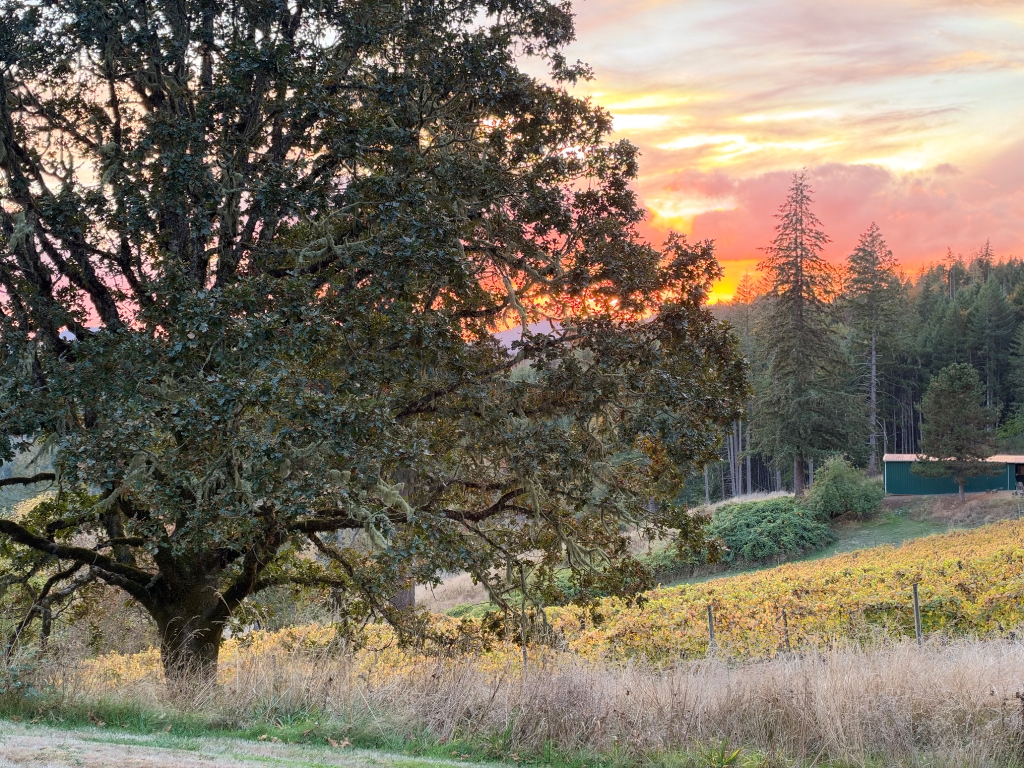 Vineyard Sunset — landscape photo by Kaydee, scored 6.8/10 by REVIEWR's AI critique
