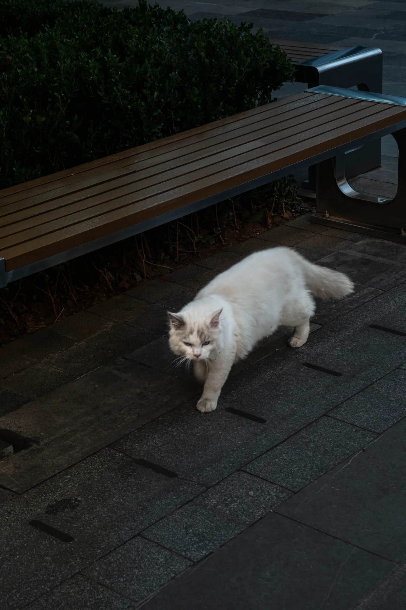 General photo by DF, scored 4.9/10 by REVIEWR's AI critique