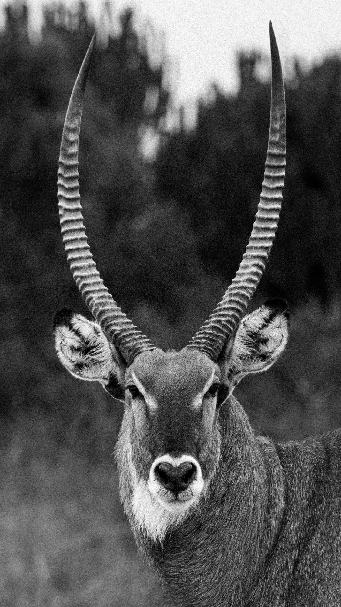 Stoic Waterbuck — animals photo by daan.reumers@gmail.com, scored 7.7/10 by REVIEWR's AI critique