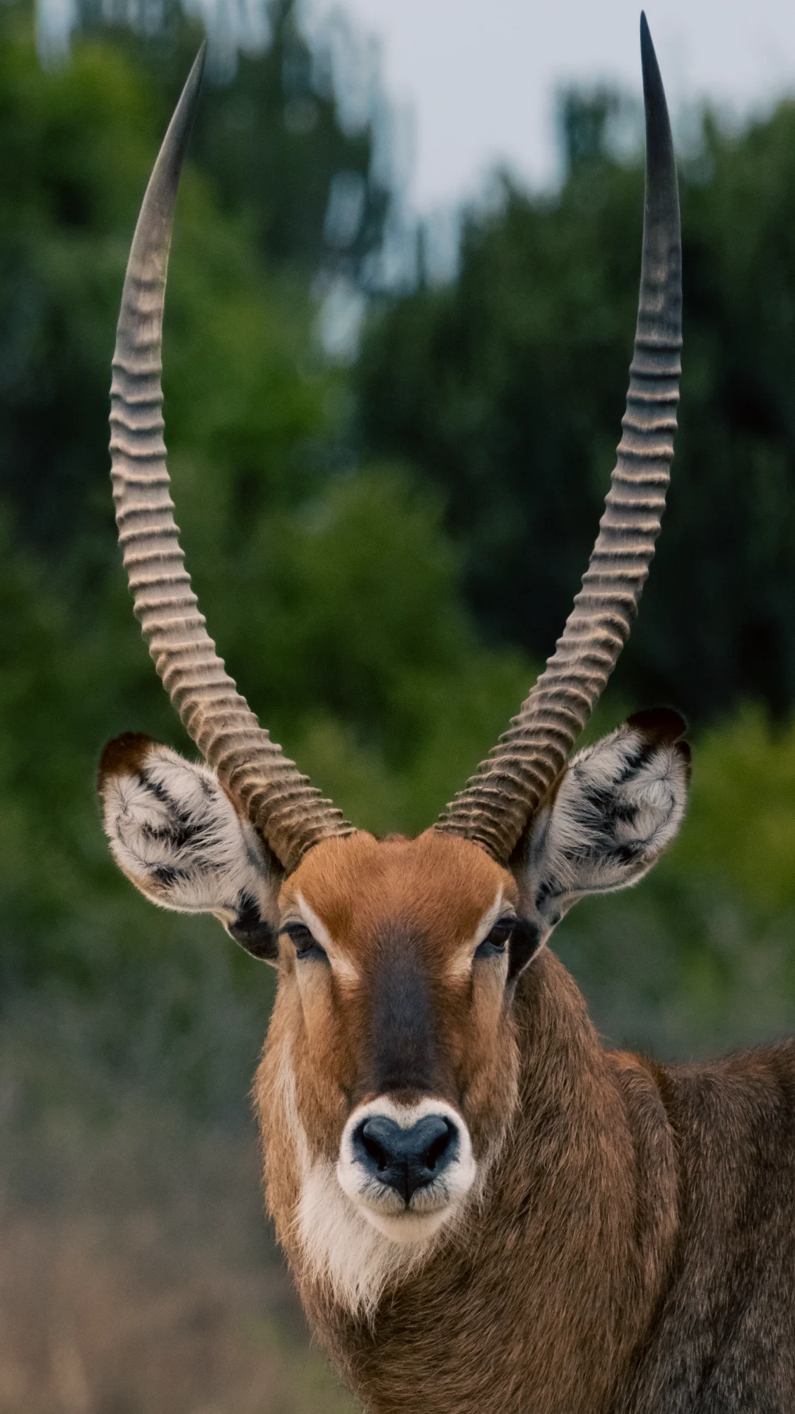 Waterbuck bull — animals photo by daan.reumers@gmail.com, scored 5.1/10 by REVIEWR's AI critique