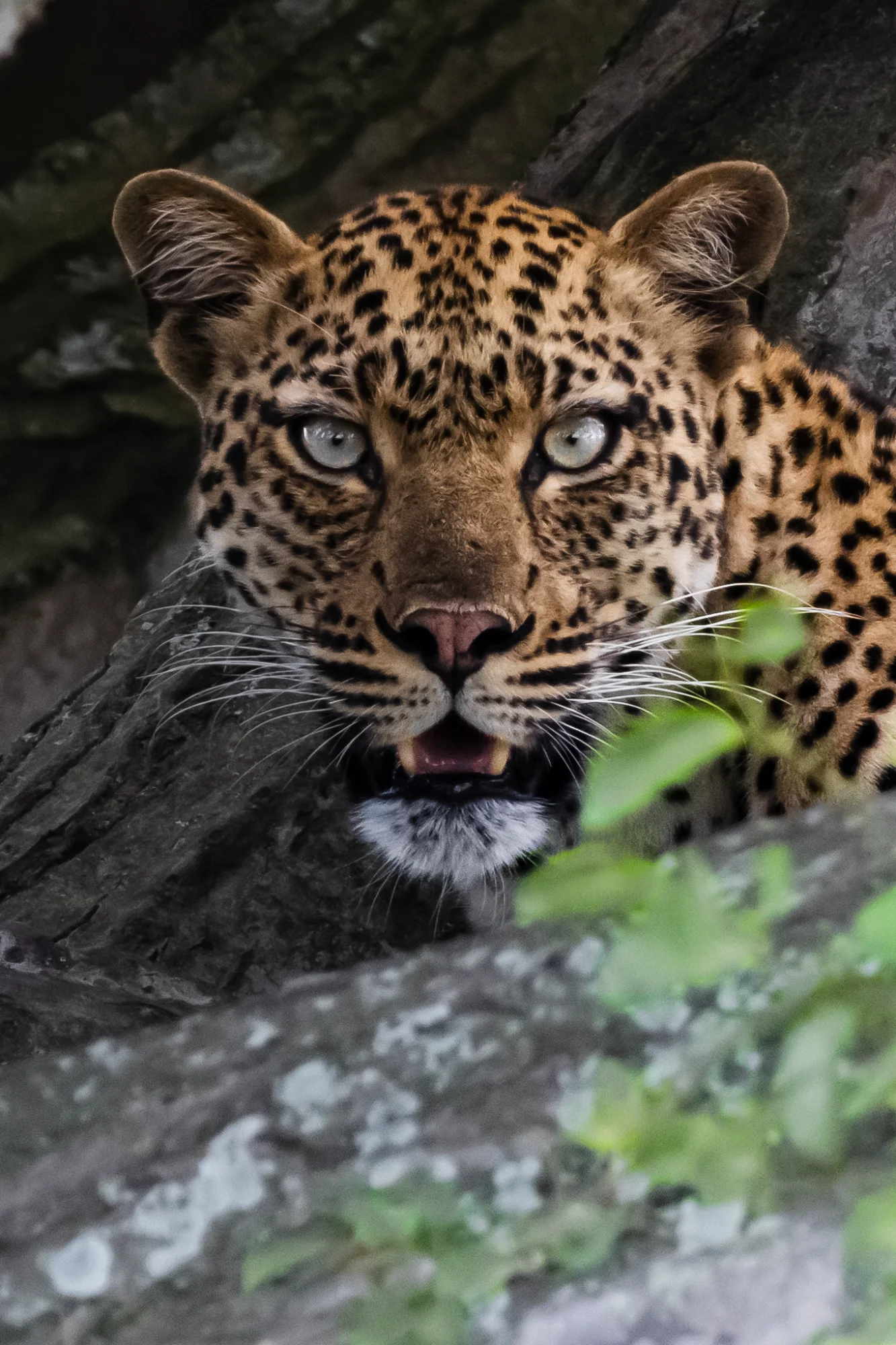 The Stare — animals photo by daan.reumers@gmail.com, scored 5.9/10 by REVIEWR's AI critique