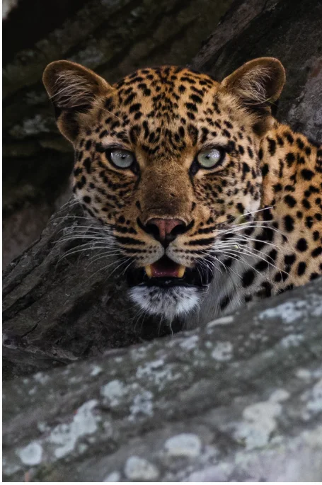 Leopard in the Shadows — animals photo by daan.reumers@gmail.com, scored 6.7/10 by REVIEWR's AI critique