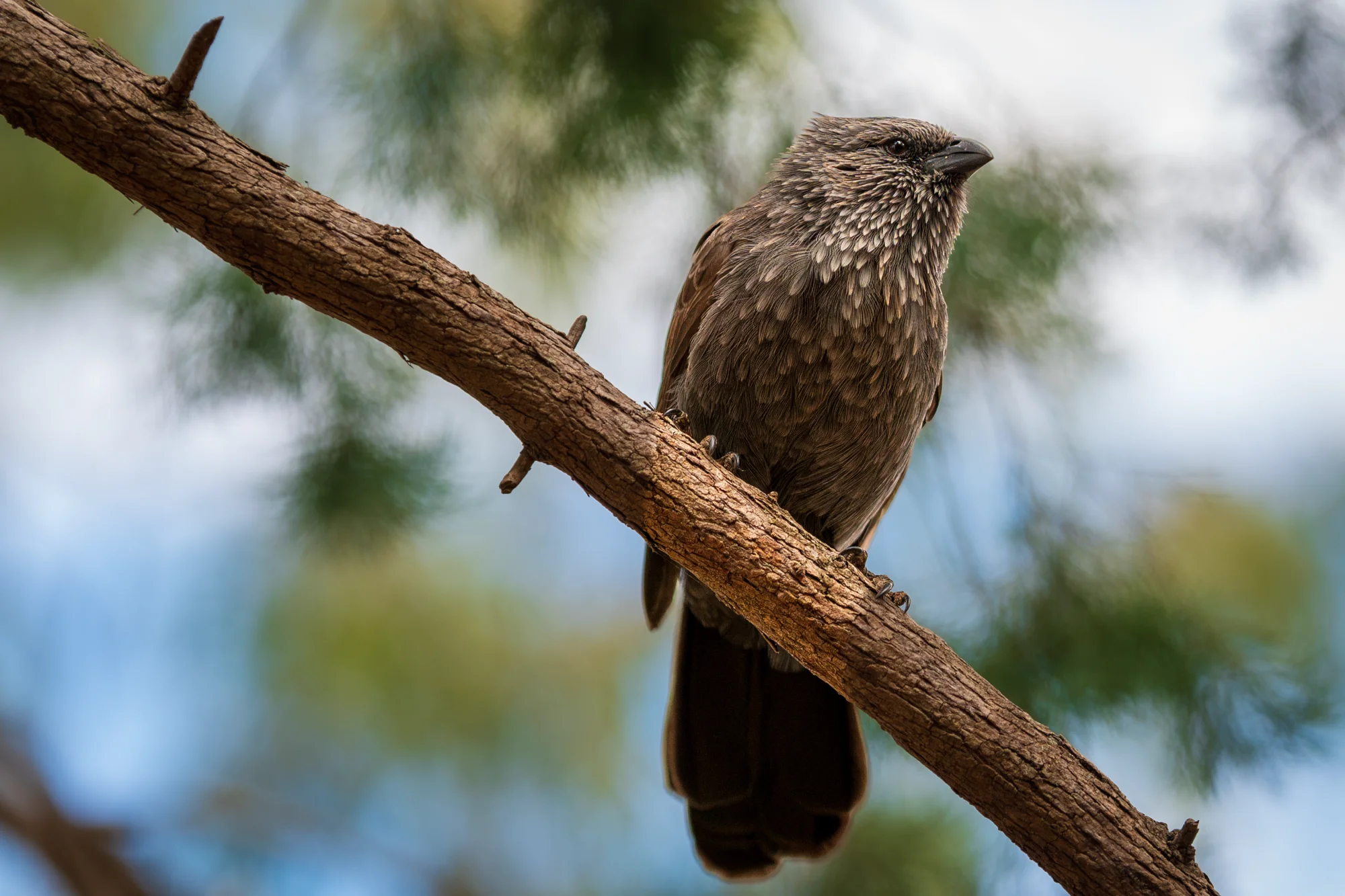 Perched Watcher — animals photo by Chris, scored 7.5/10 by REVIEWR's AI critique