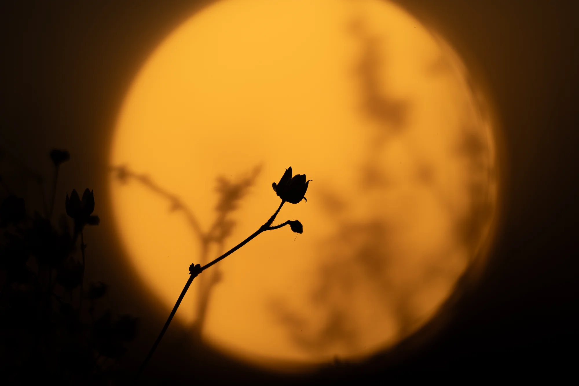 Macro photo by Pieter, scored 8.4/10 by REVIEWR's AI critique