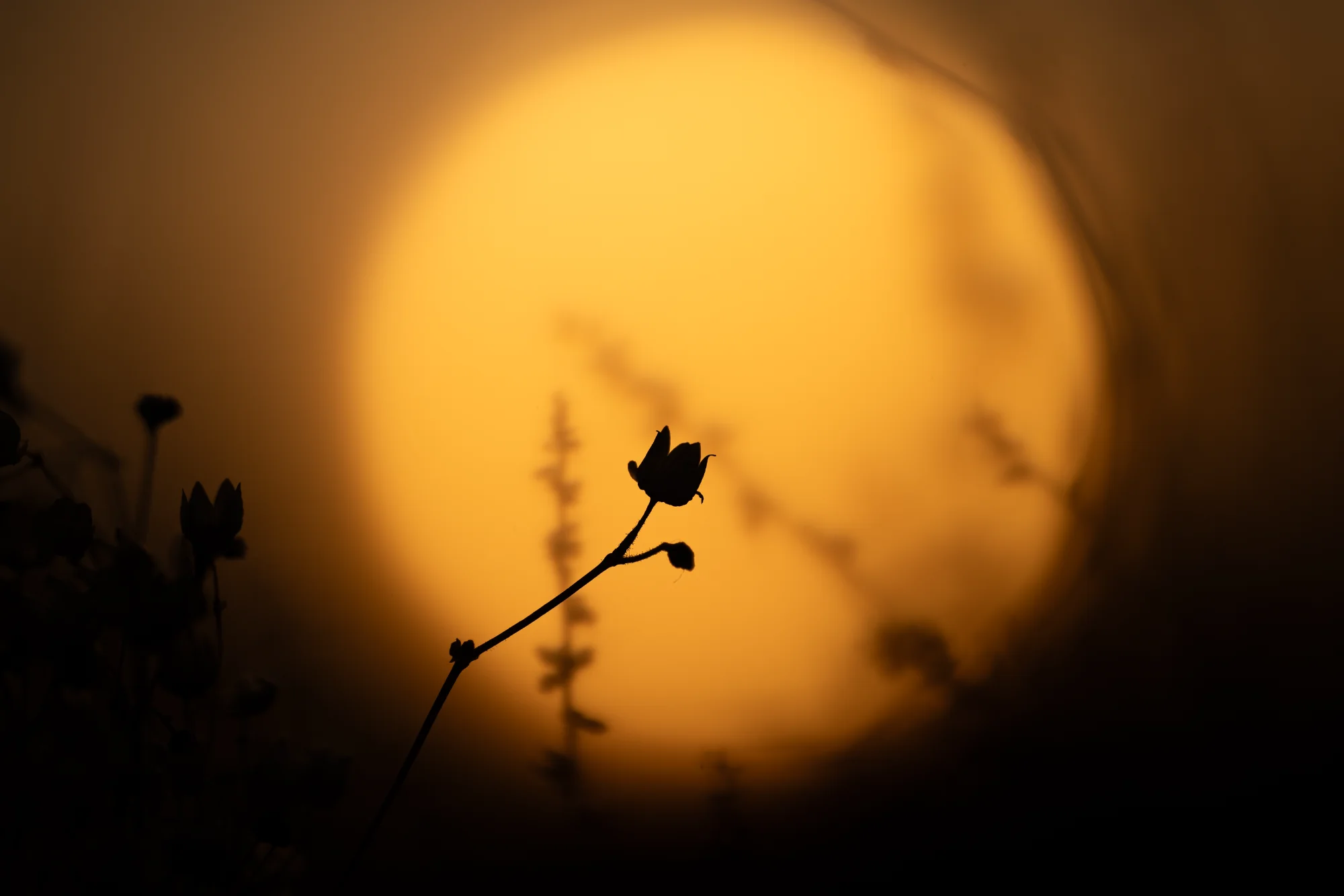 Macro photo by Pieter, scored 8.2/10 by REVIEWR's AI critique
